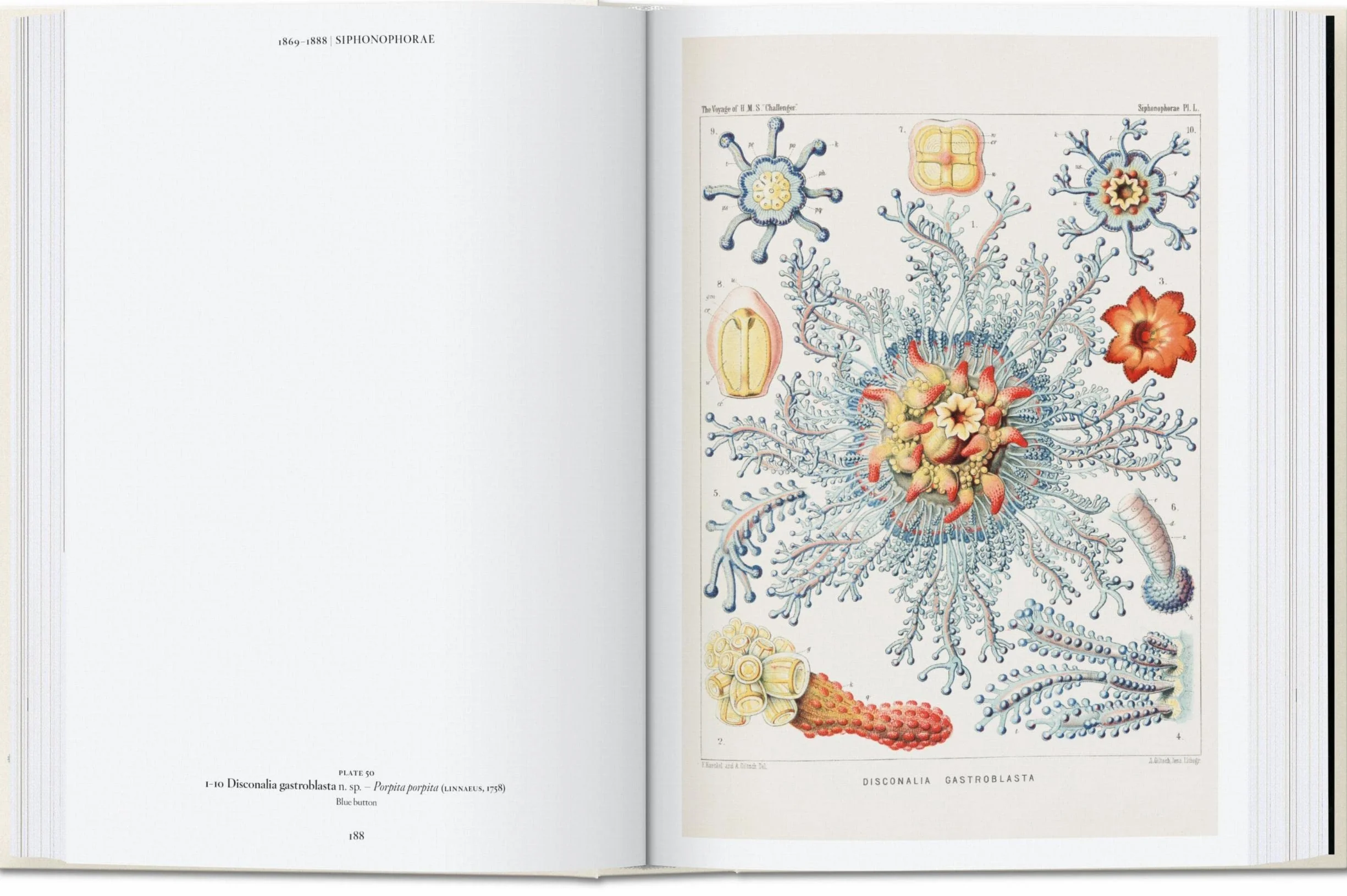 The Art and Science of Ernst Haeckel. 45th Ed.