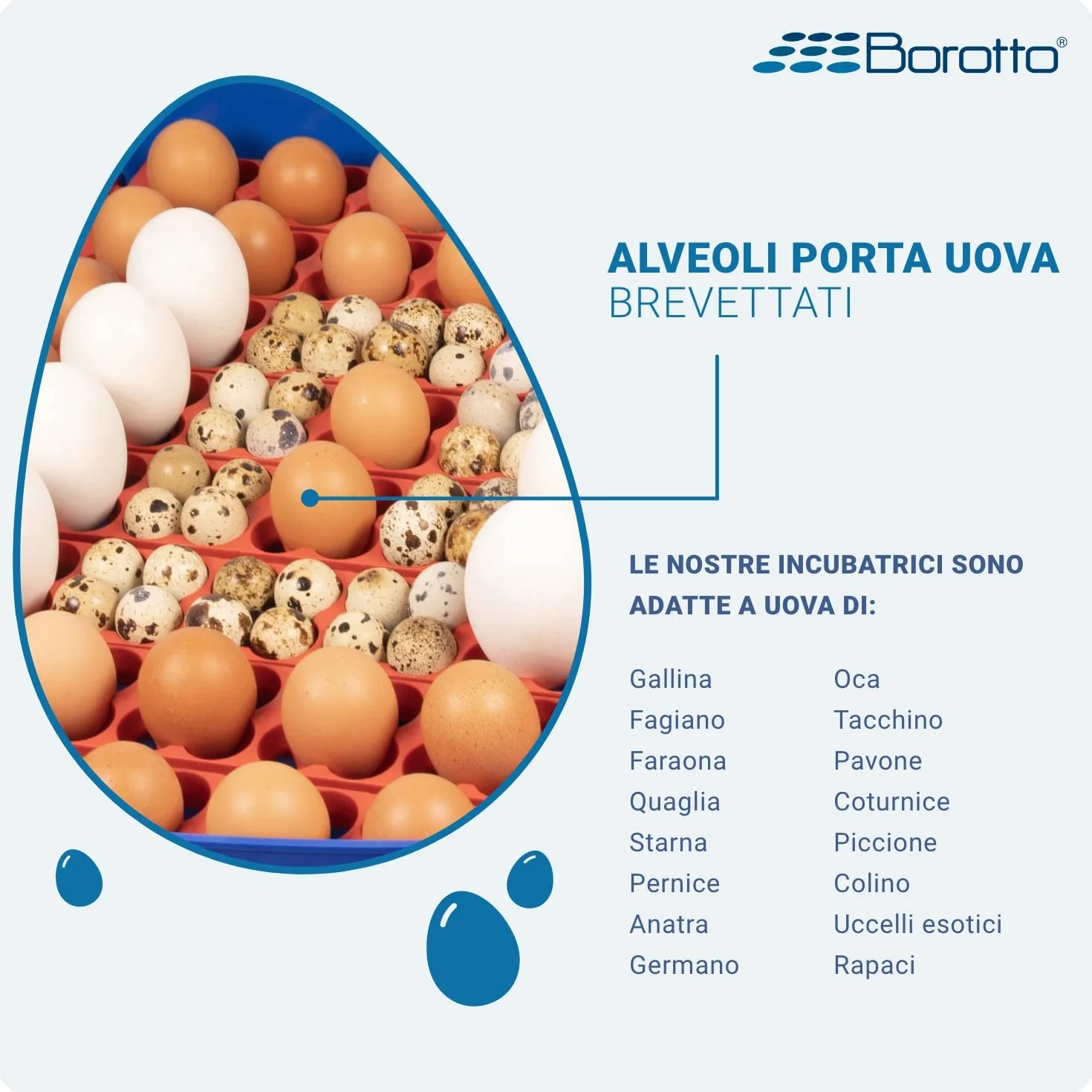 Borotto Lumia 56 automatyczny inkubator do jajek do 56 jajek lub 244 małych z automatycznymi obrotnikami i regulacją temperatury | Made in Italy