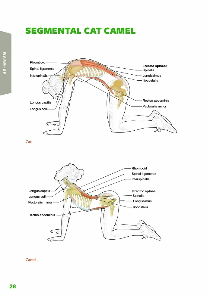 Golf Anatomy
