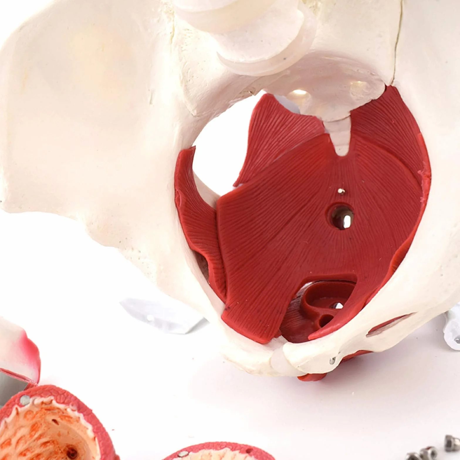 Medyczny anatomiczny model miednicy naturalnej naturalnej ze zdejmowanymi organami – model miednicy – żeński szkielet miednicy – model anatomiczny