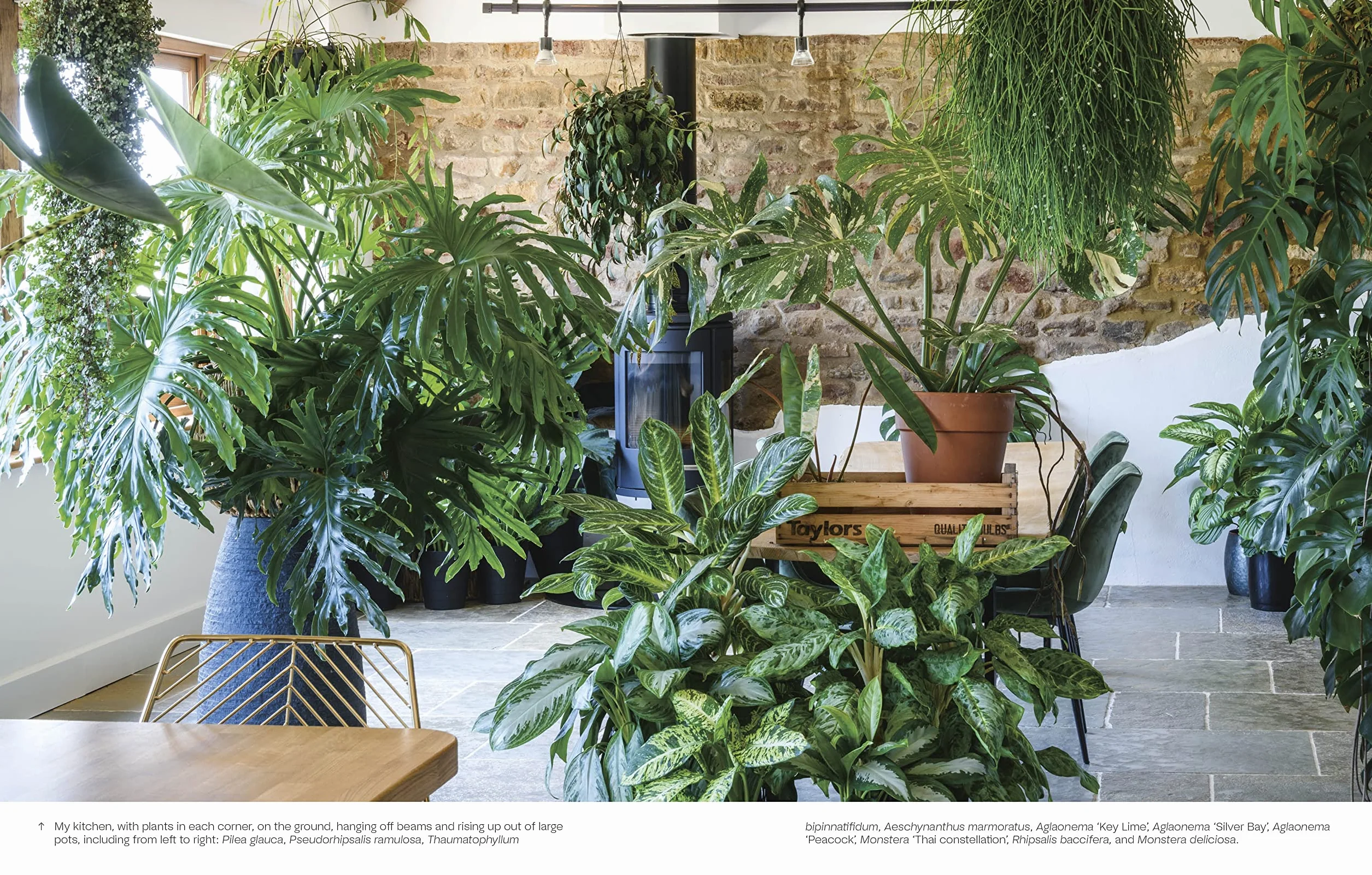 Not Another Jungle: Comprehensive Care for Extraordinary Houseplants