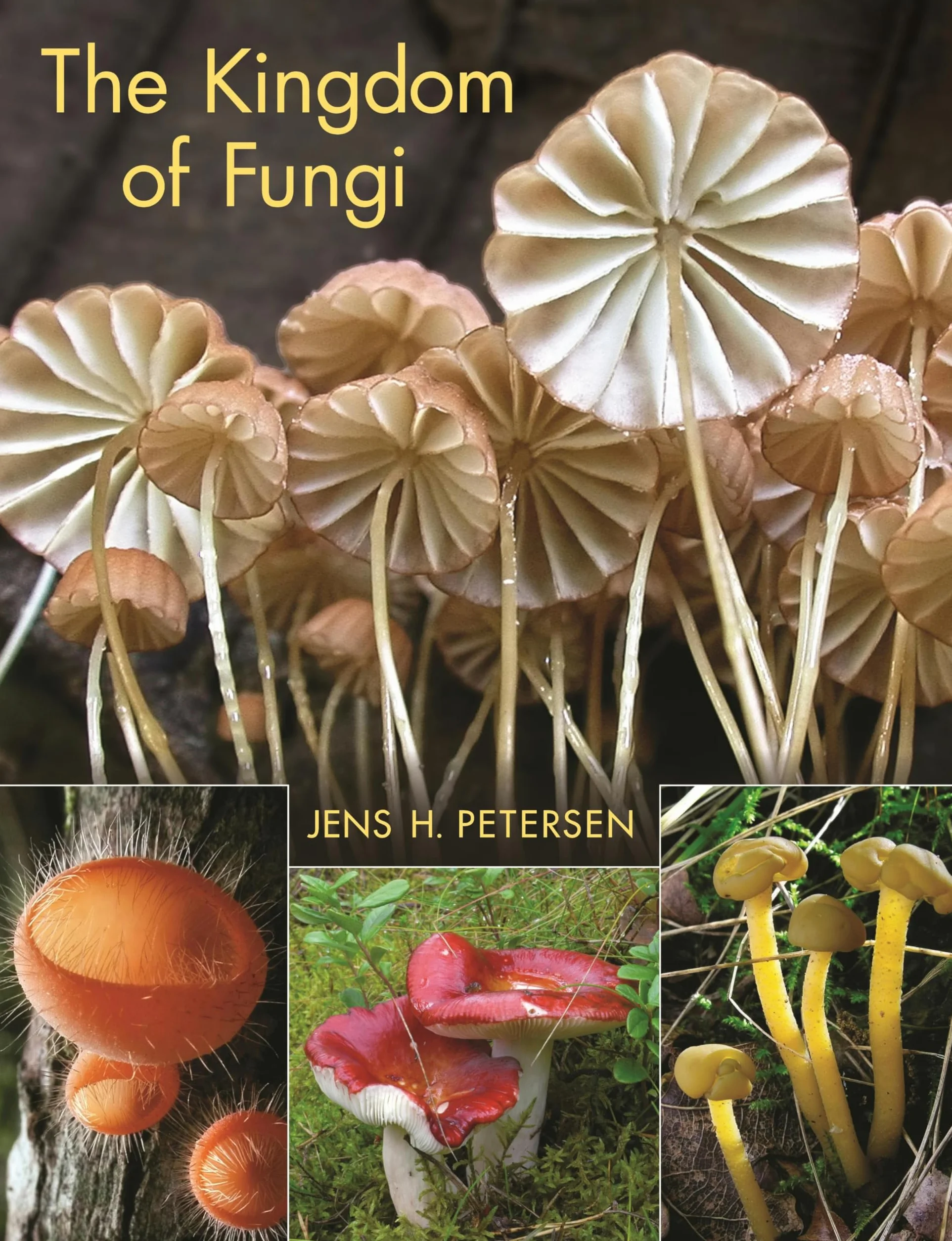 The Kingdom of Fungi