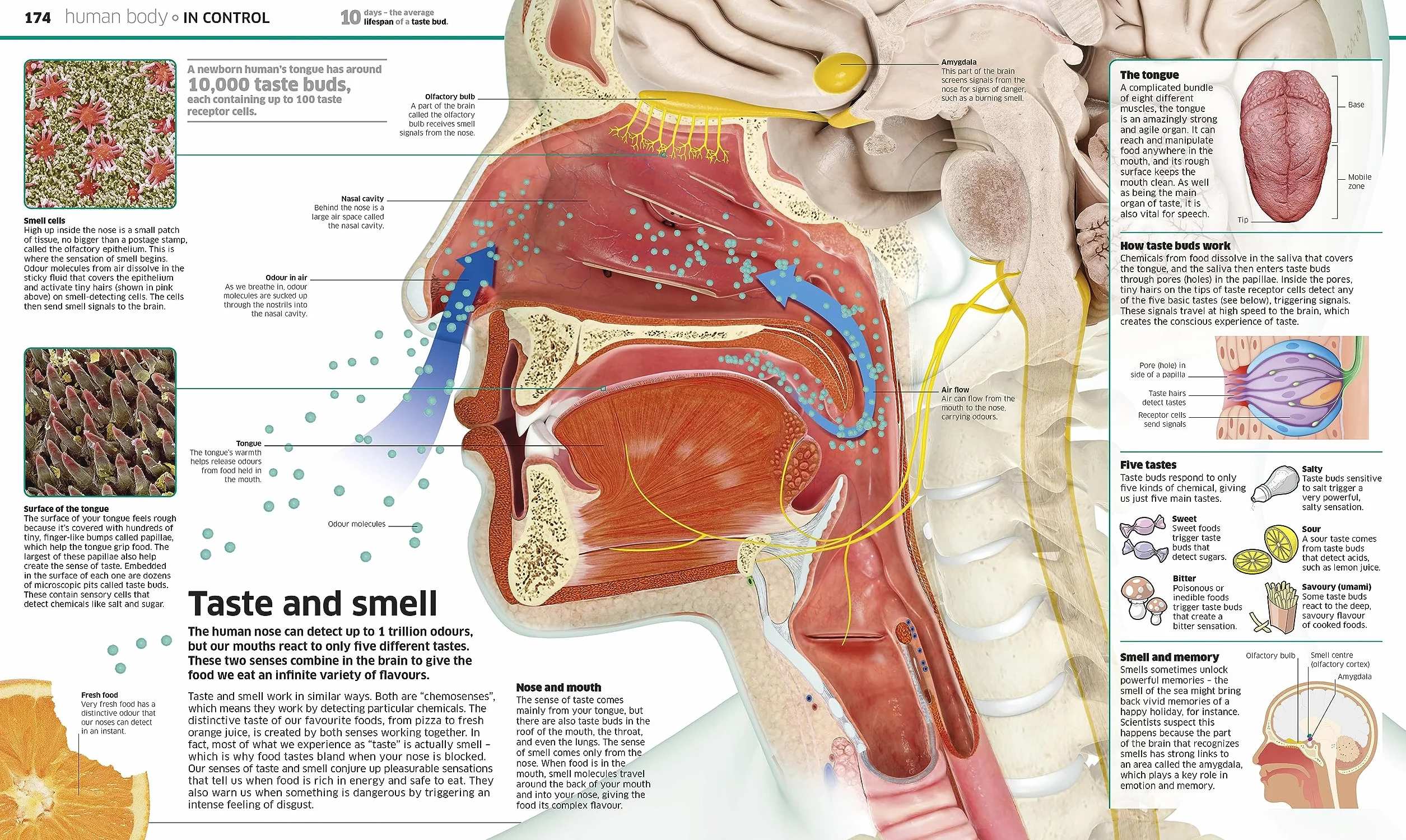 Knowledge Encyclopedia!: The World as You've Never Seen it Before