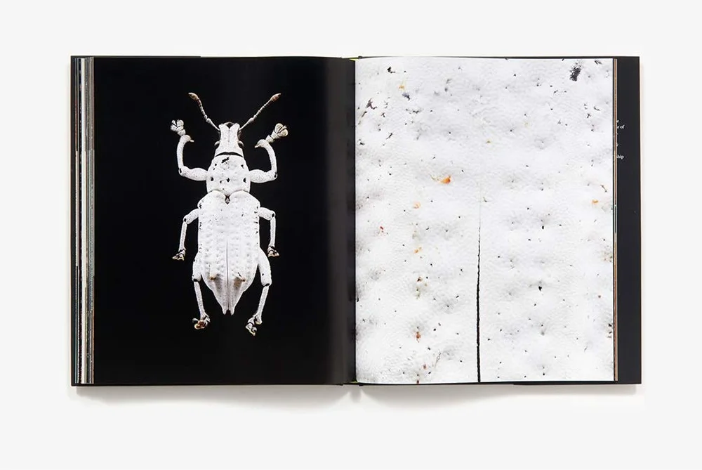 Microsculpture: Portraits of Insects