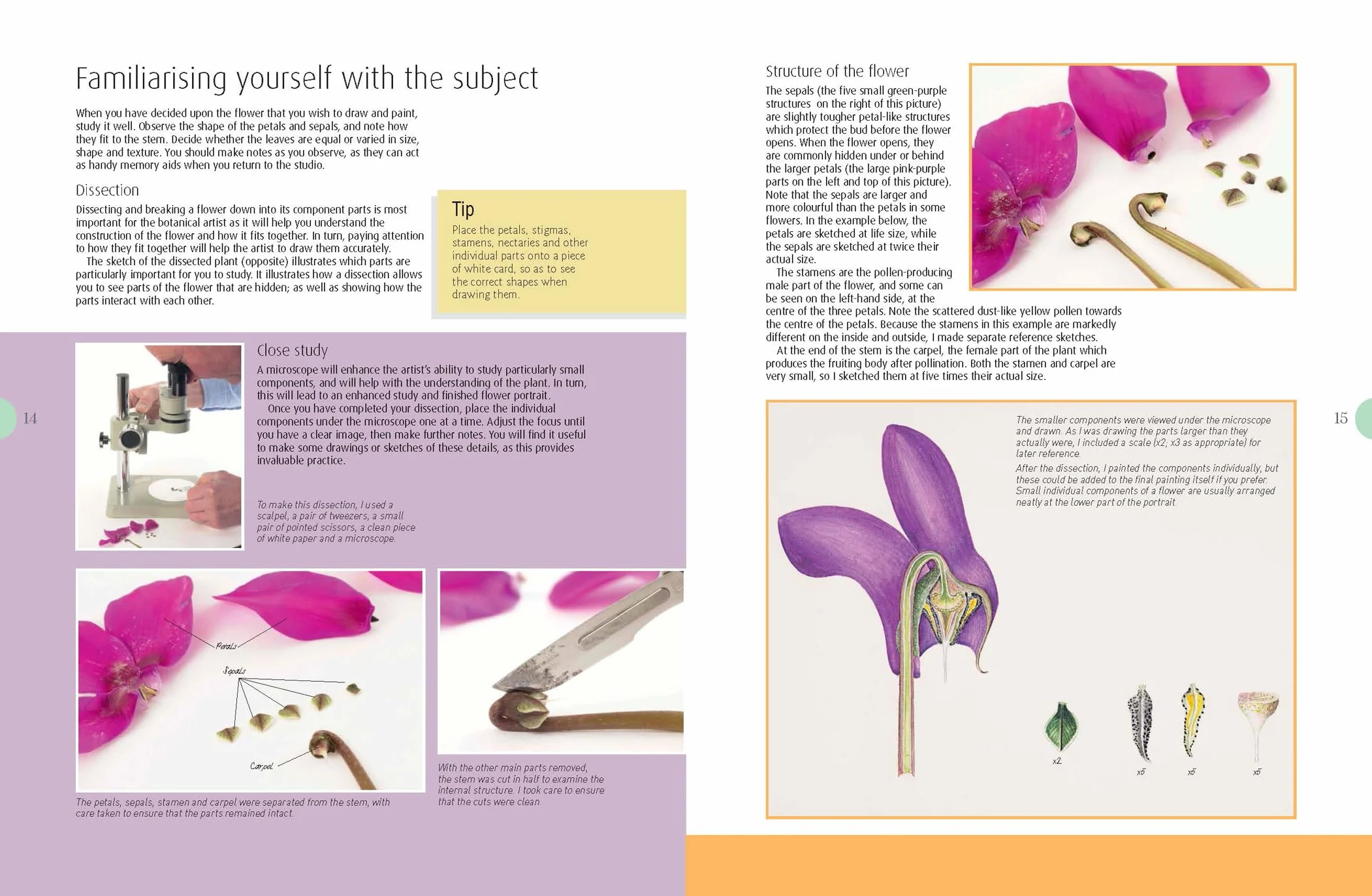 Beginner's Guide to Botanical Flower Painting
