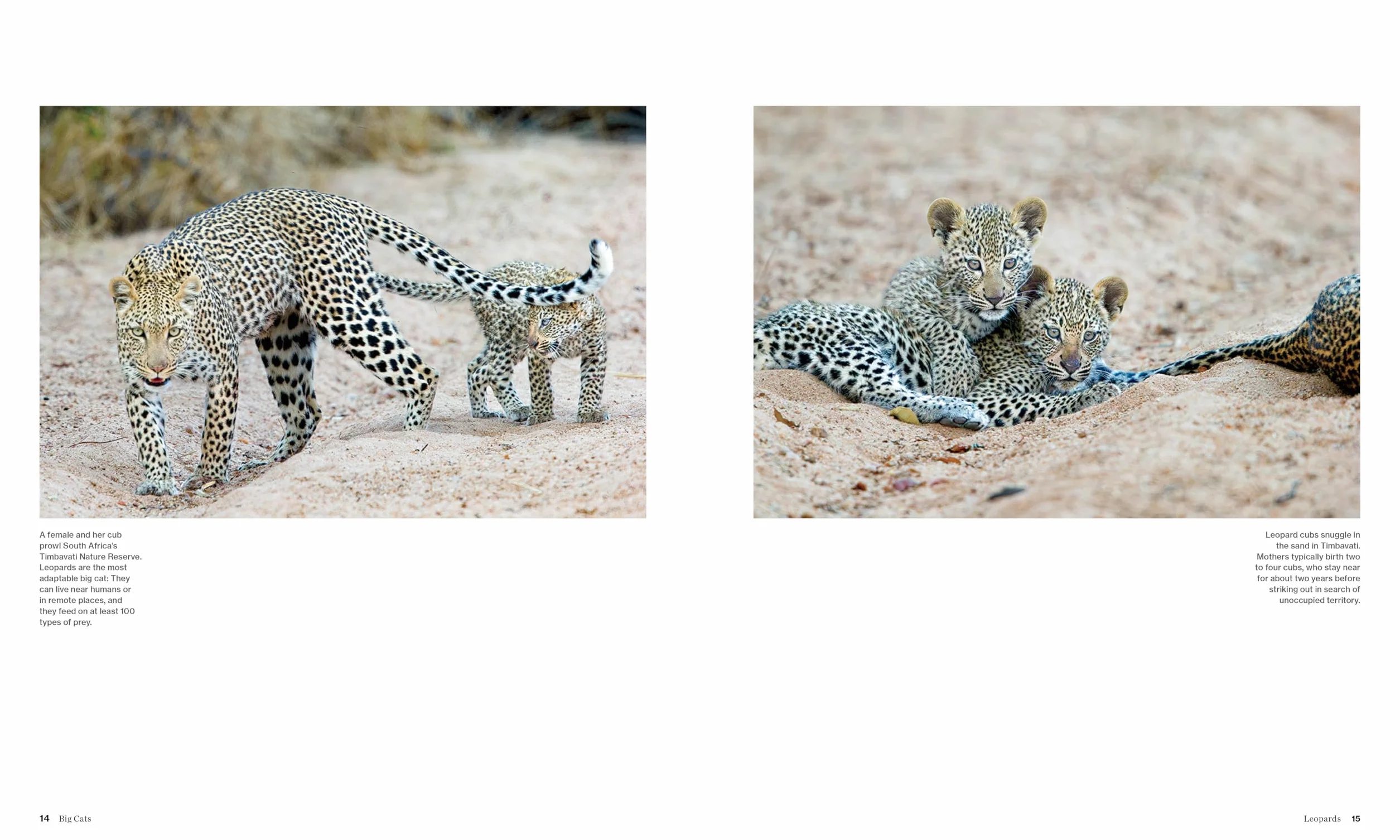 Big Cats