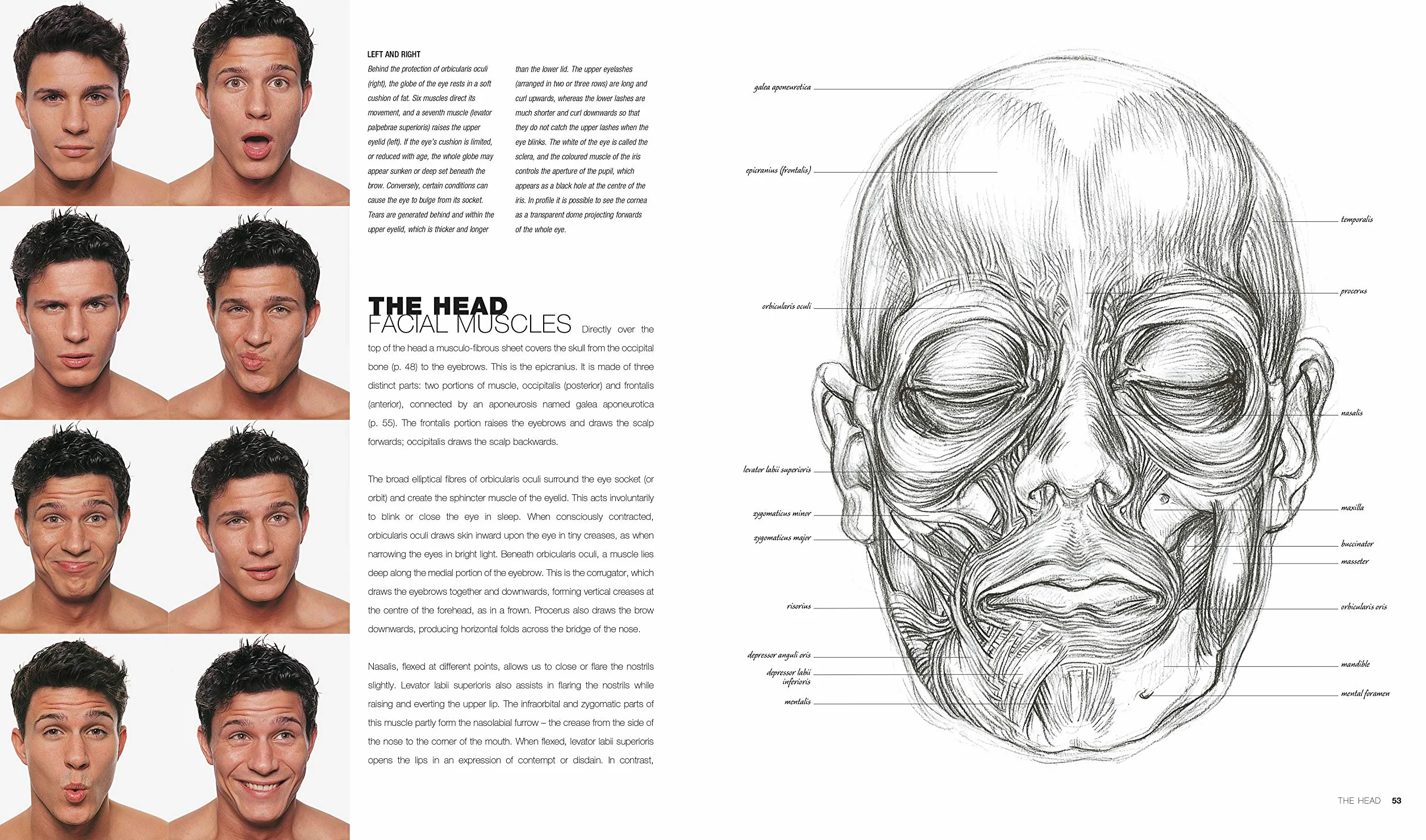 Anatomy for the Artist