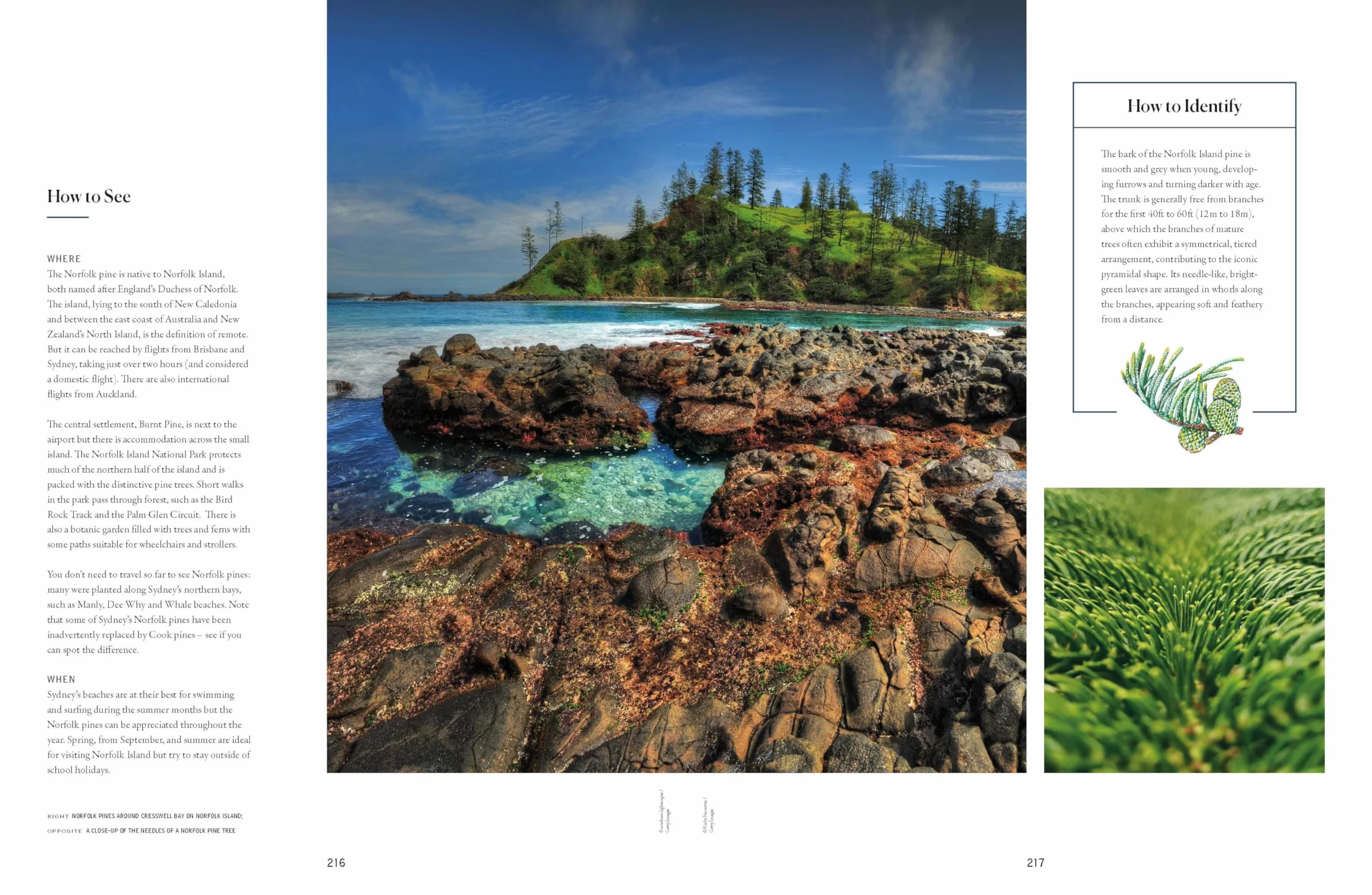 The Tree Atlas 1 -anglais-: 50 Magnificent Species Across the Planet | Practical Travel Advice to See Each Natural Wonder | Exquisite Photography & Illustrations