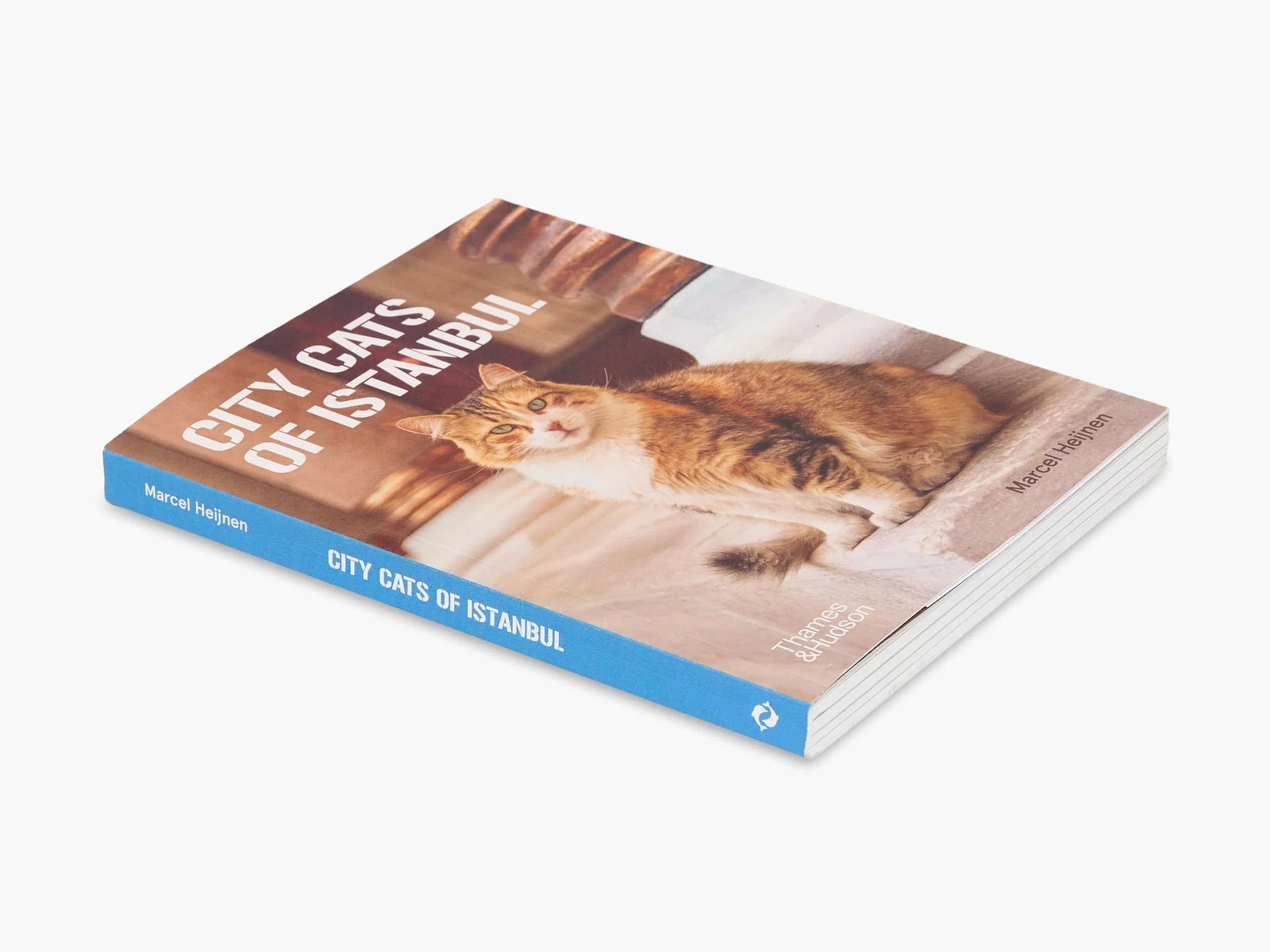 City Cats of Istanbul /anglais