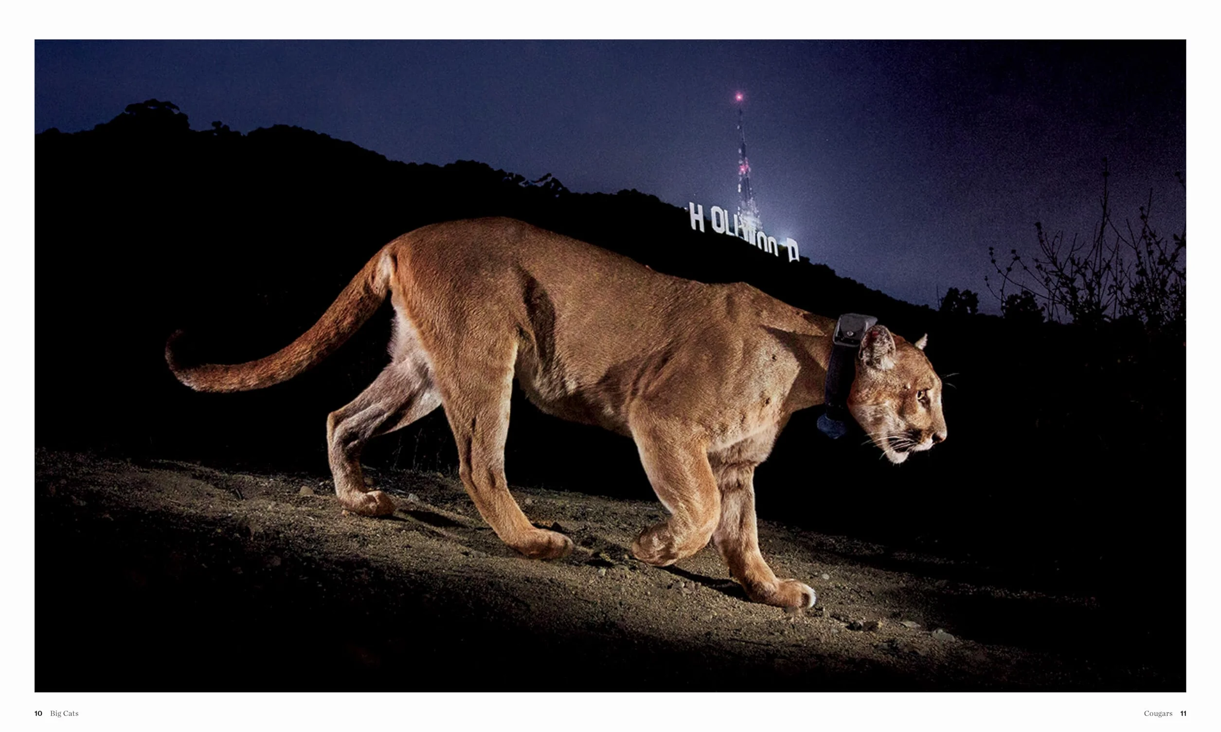 Big Cats