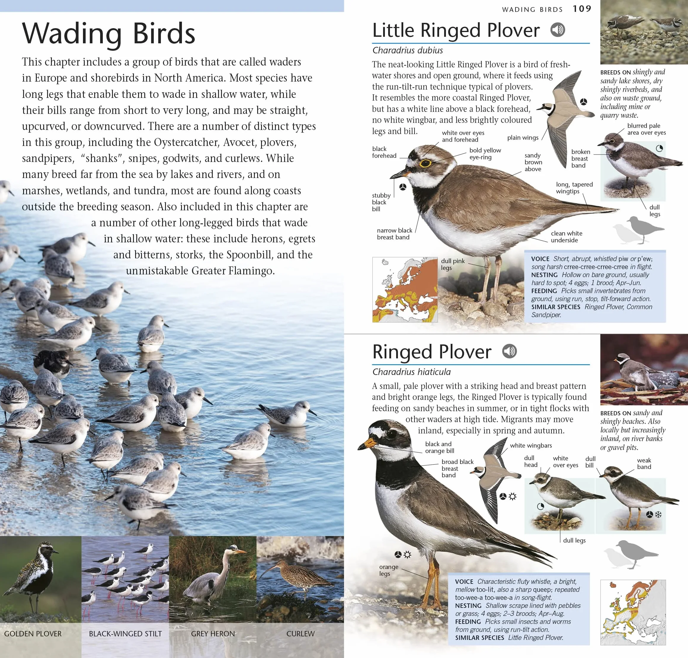 RSPB Pocket Birds of Britain and Europe 5th Edition