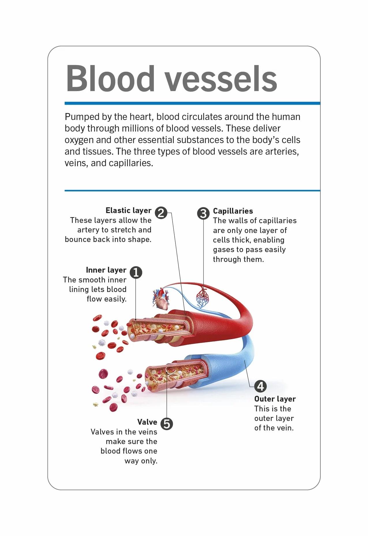 Our World in Pictures Human Body Flash Cards