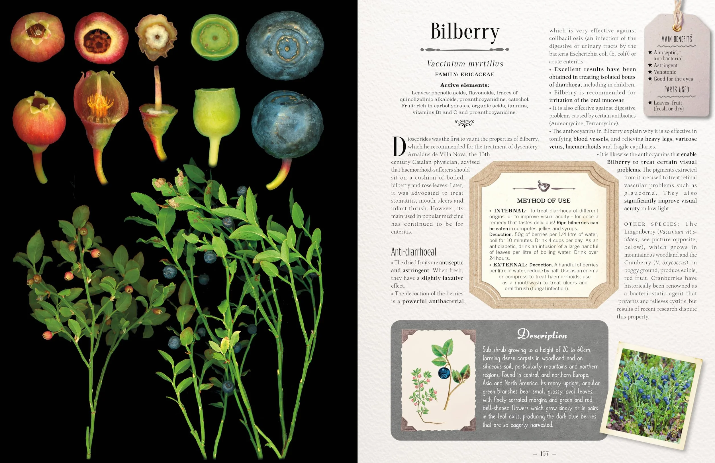 100 Plants That Heal: The Illustrated Herbarium of Medicinal Plants