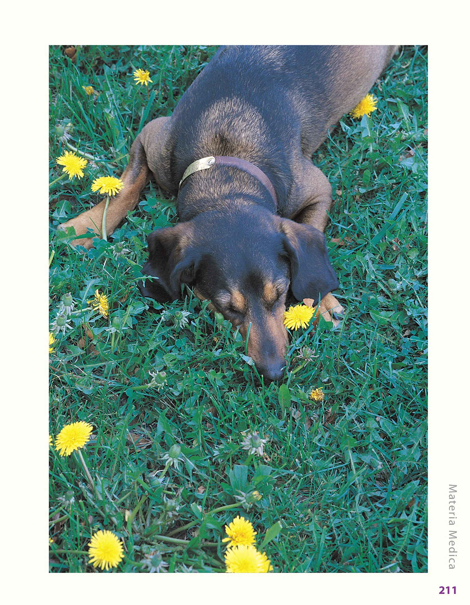 Herbs for Pets: The Natural Way to Enhance Your Pet's Life