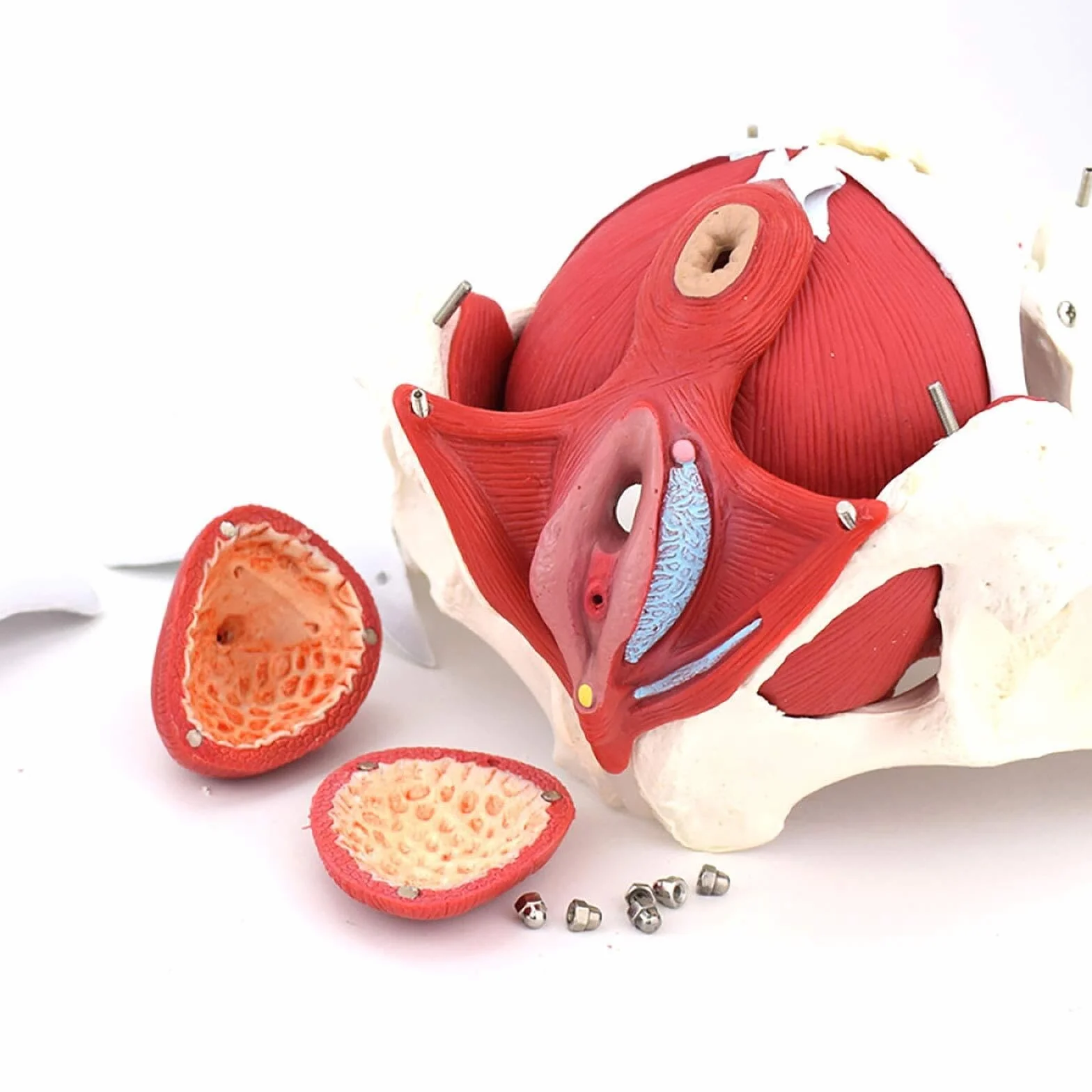 Medyczny anatomiczny model miednicy naturalnej naturalnej ze zdejmowanymi organami – model miednicy – żeński szkielet miednicy – model anatomiczny