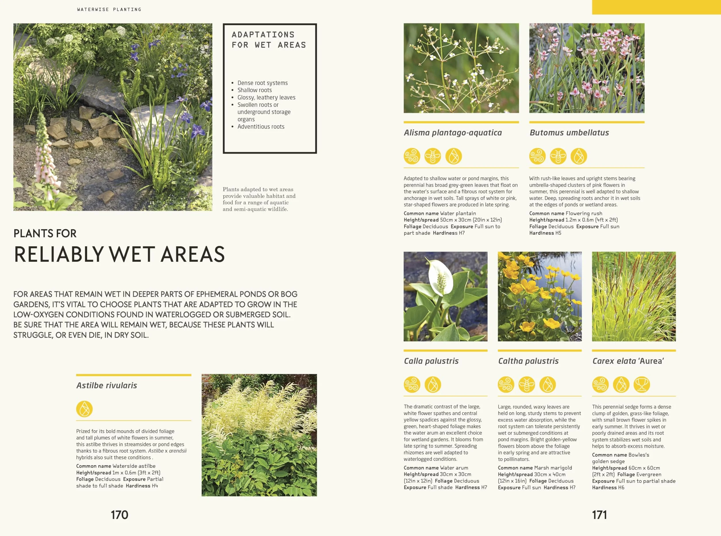 RHS Waterwise Garden: Sustain Your Garden Through Drought and Flood