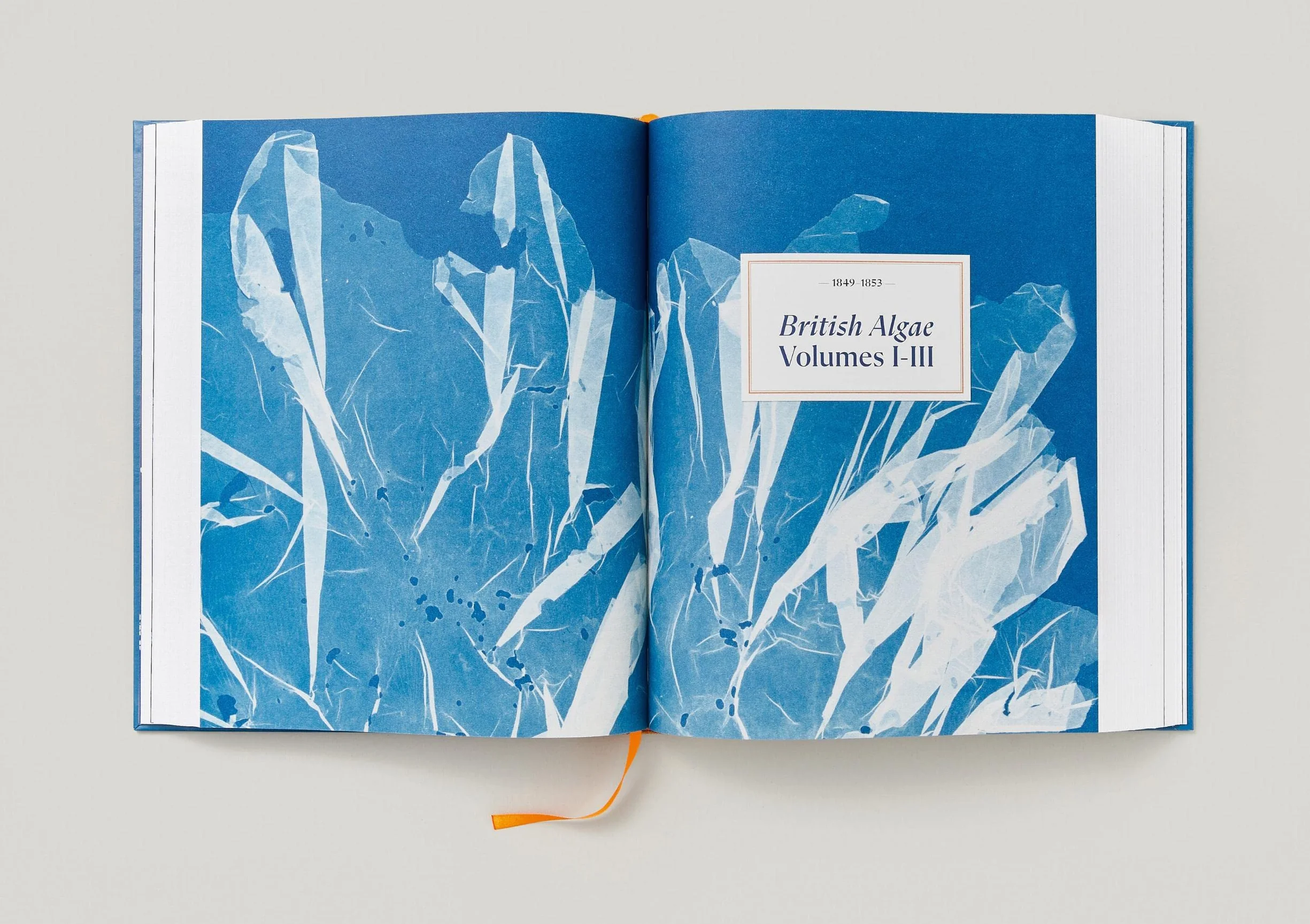 Anna Atkins. Cyanotypes