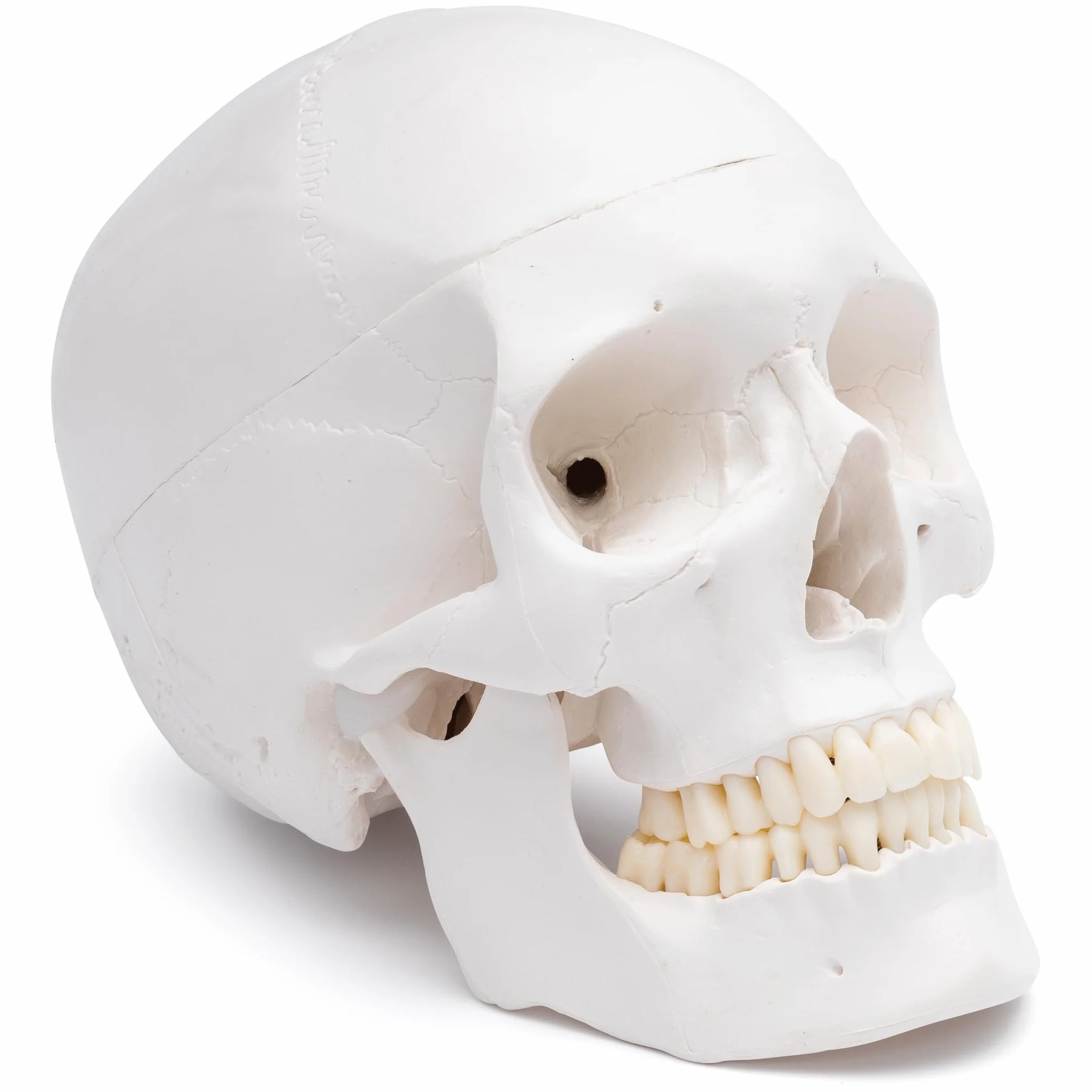 Cranstein A-240 anatomiczna czaszka | medycyna nauka i edukacja | trupia czaszka | model anatomiczny czaszki | model czaszki