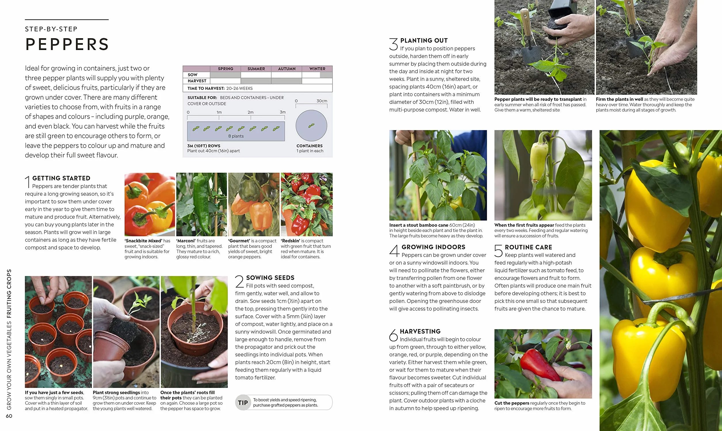 RHS Step-by-Step Veg Patch: Foolproof Guide to Growing Fruit & Veg