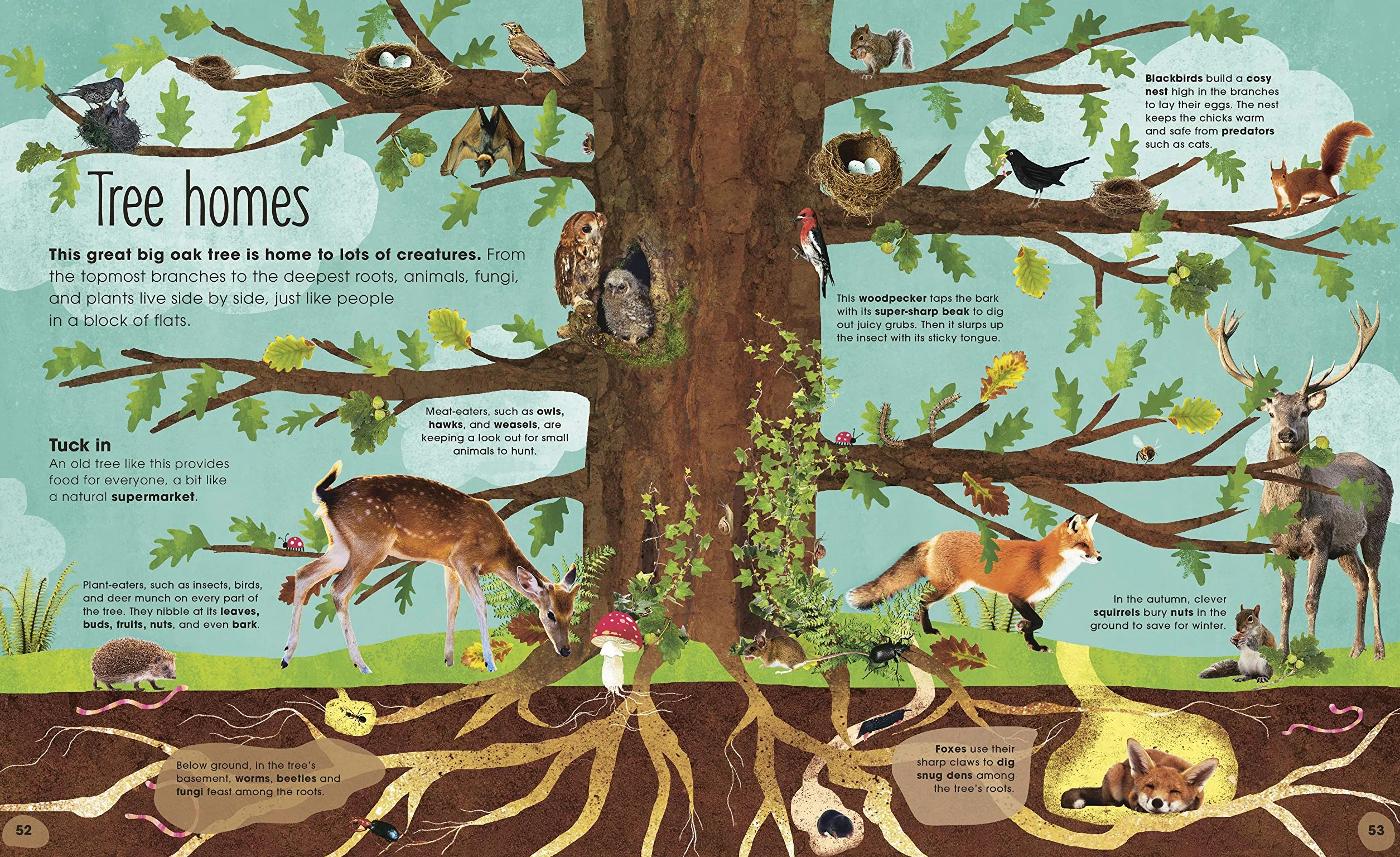 The Magic and Mystery of Trees (The Magic and Mystery of Nature)