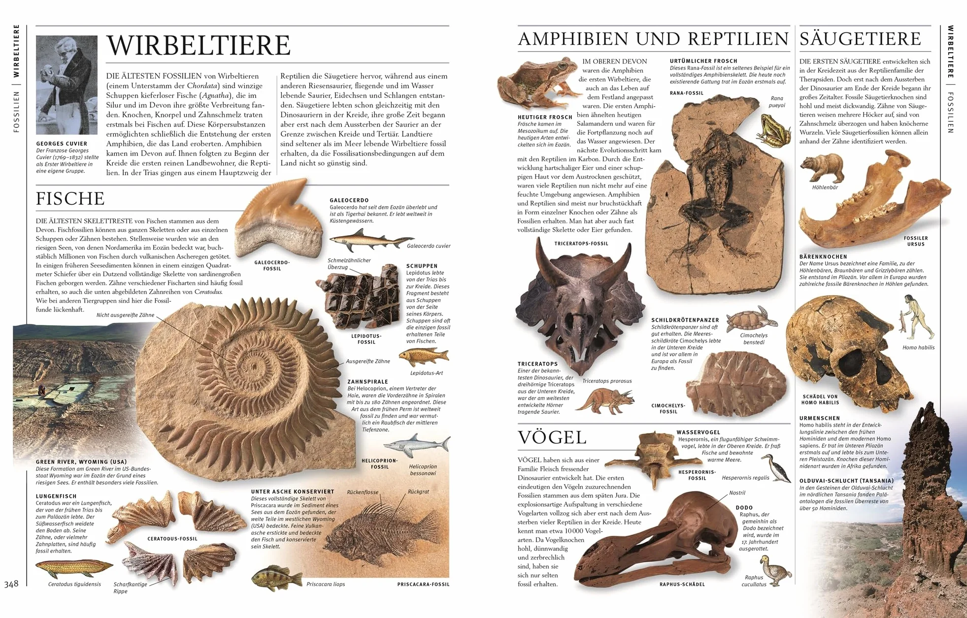 Steine & Mineralien: Über 500 Gesteine, Minerale, Edelsteine und Fossilien - 1200 Farbfotos