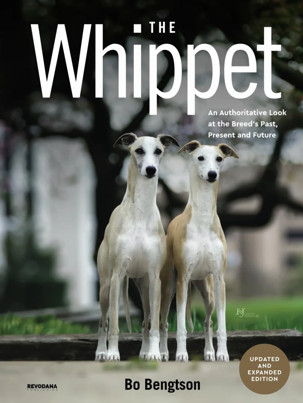 The Whippet: An Authoritative Look at the Breed's Past, Present and Future