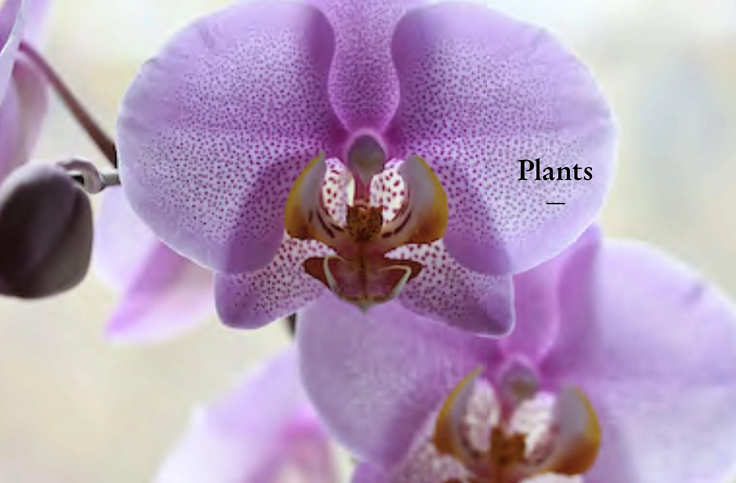 The Kew Gardener's Guide to Growing Orchids Volume 6