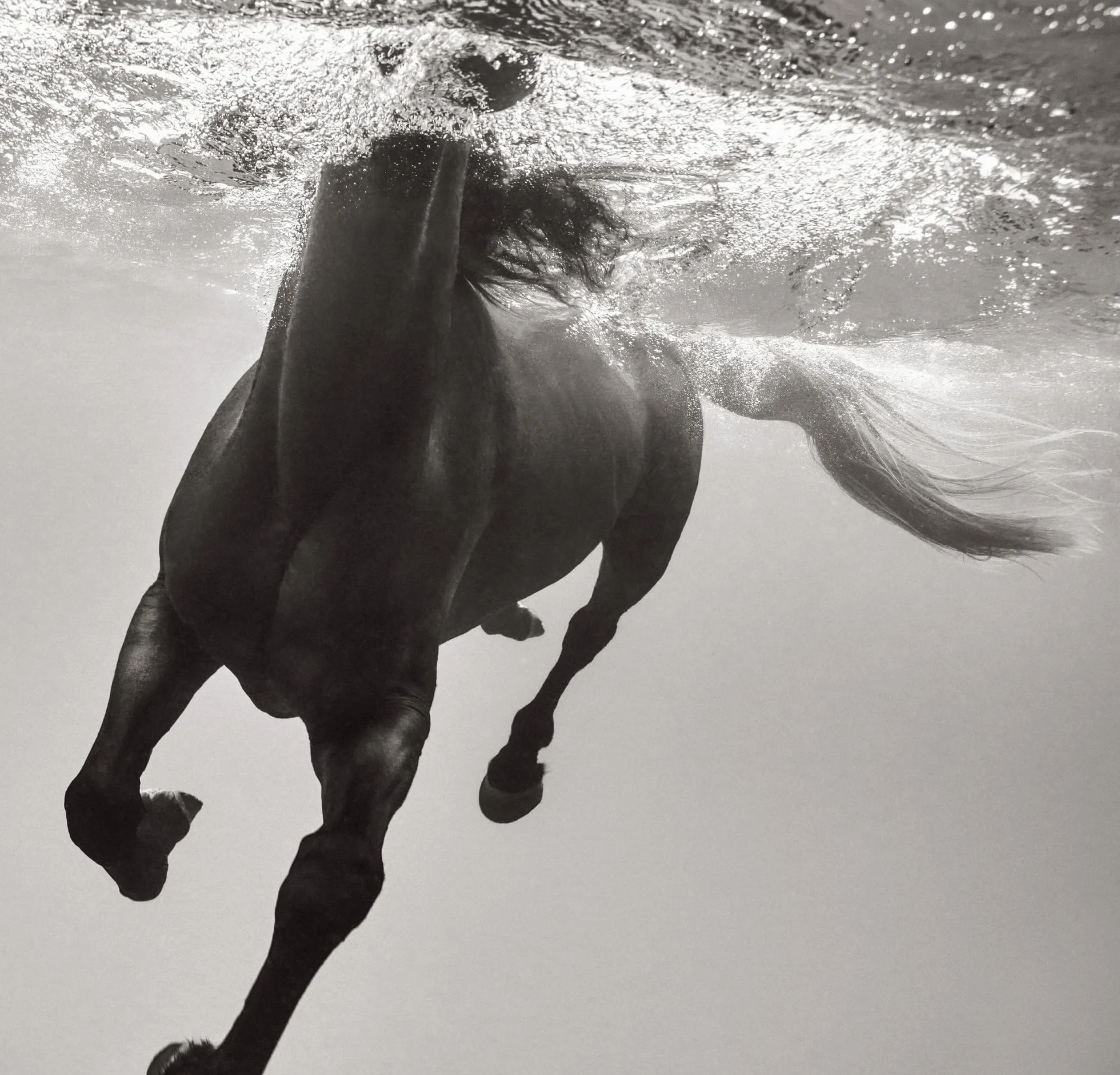 Untamed Spirits: Horses from Around the World