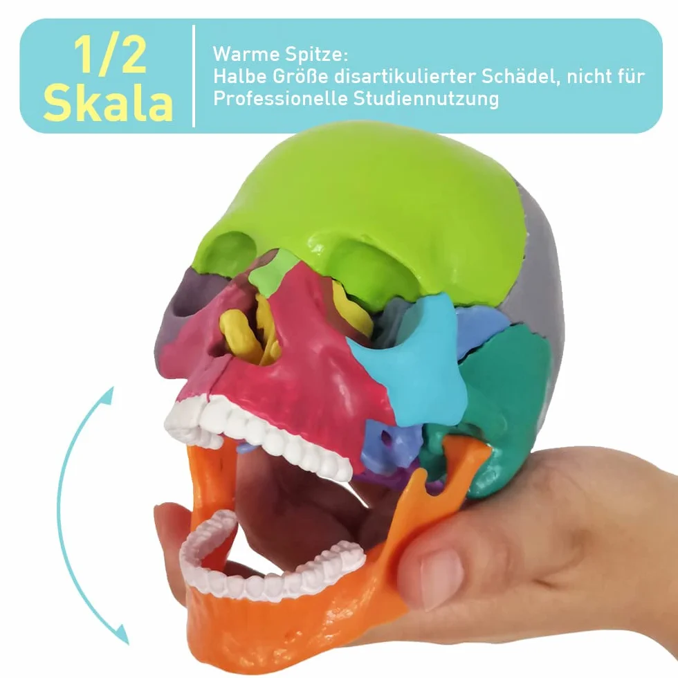 EVOTECH SCIENTIFIC Anatomiczny model czaszki 15-częściowy dłoni, wybuchła czaszka medyczna edukacja