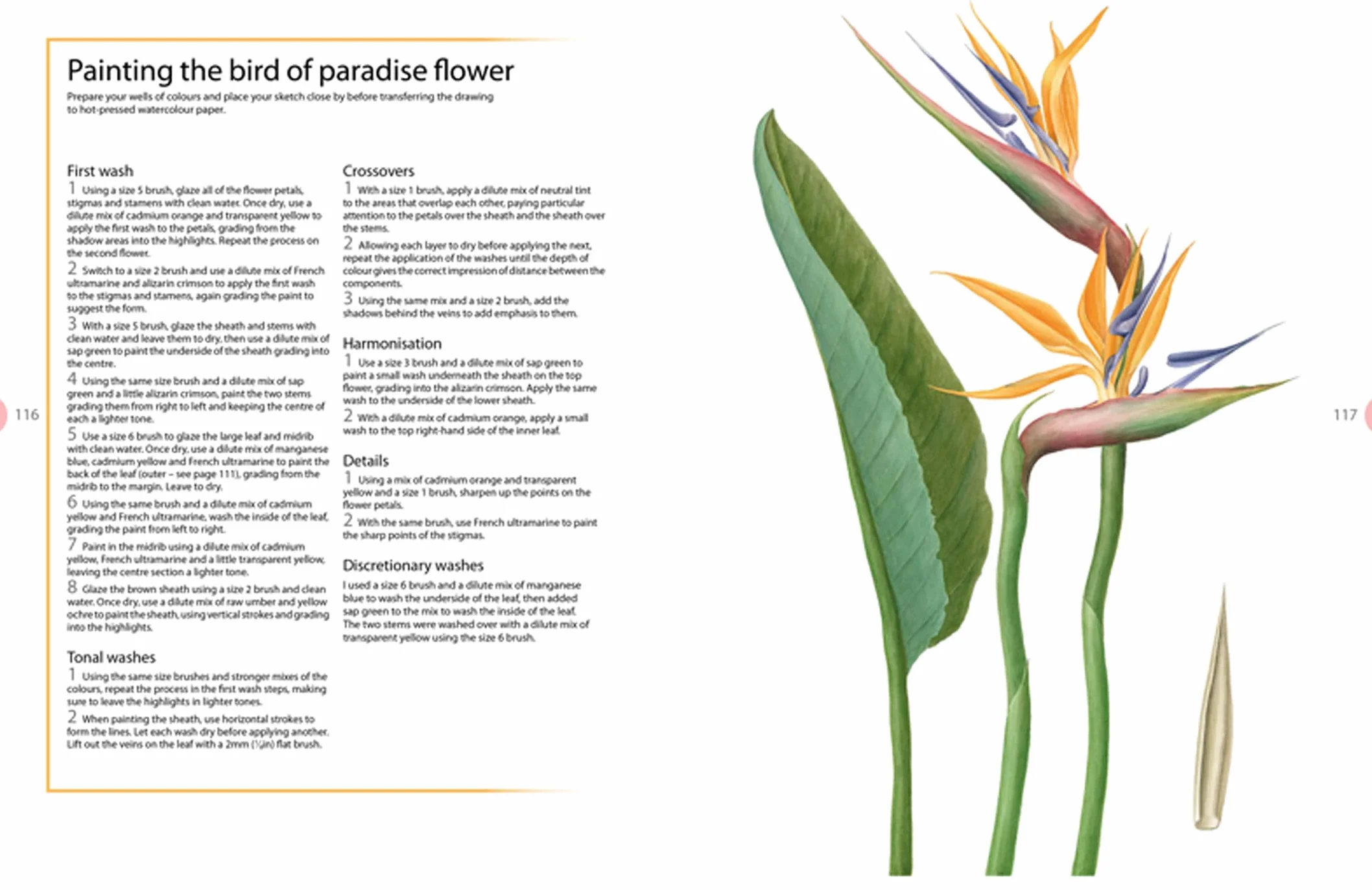 Beginner's Guide to Botanical Flower Painting