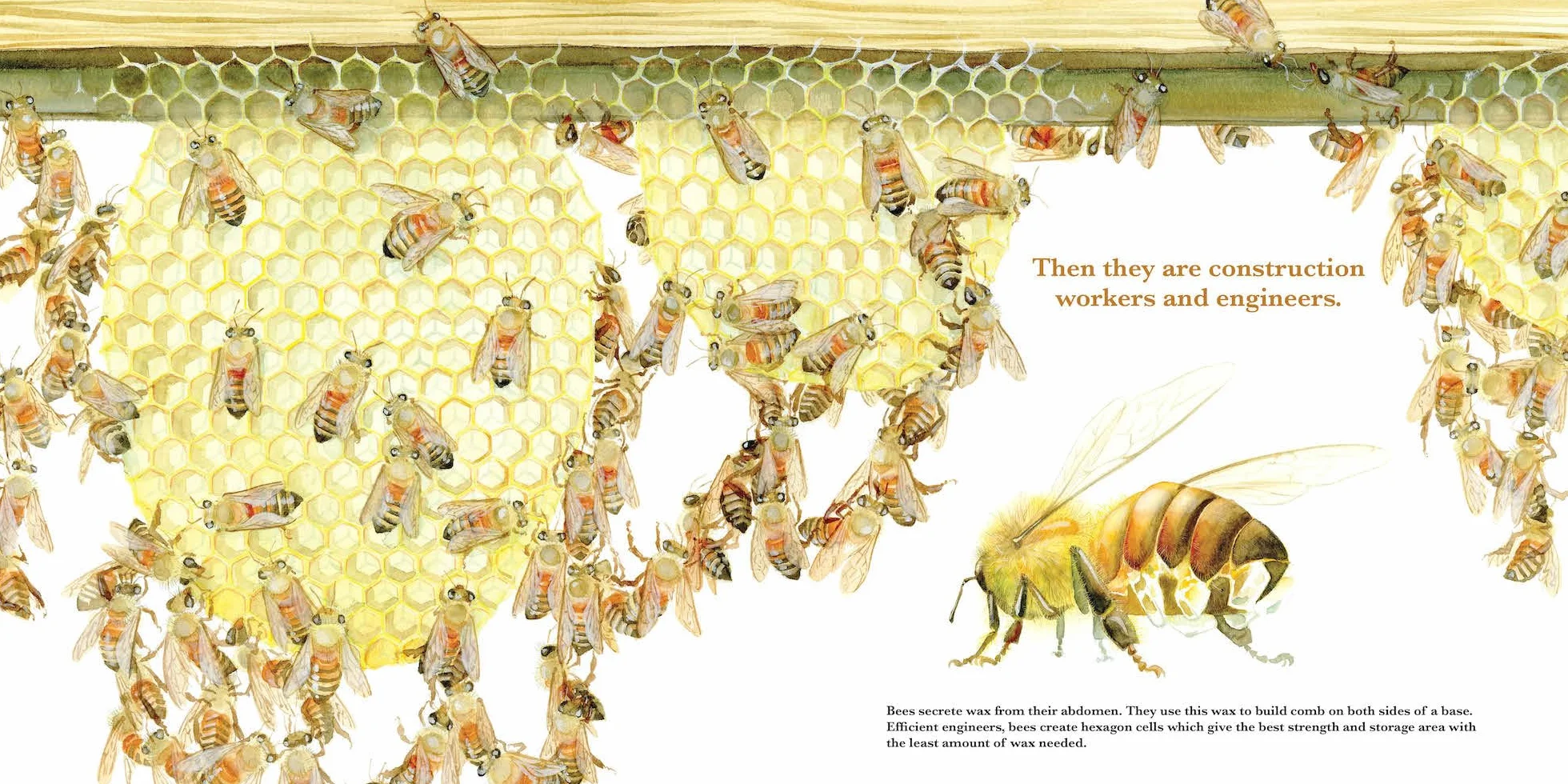 Honey Bees, Nature's Pollinators