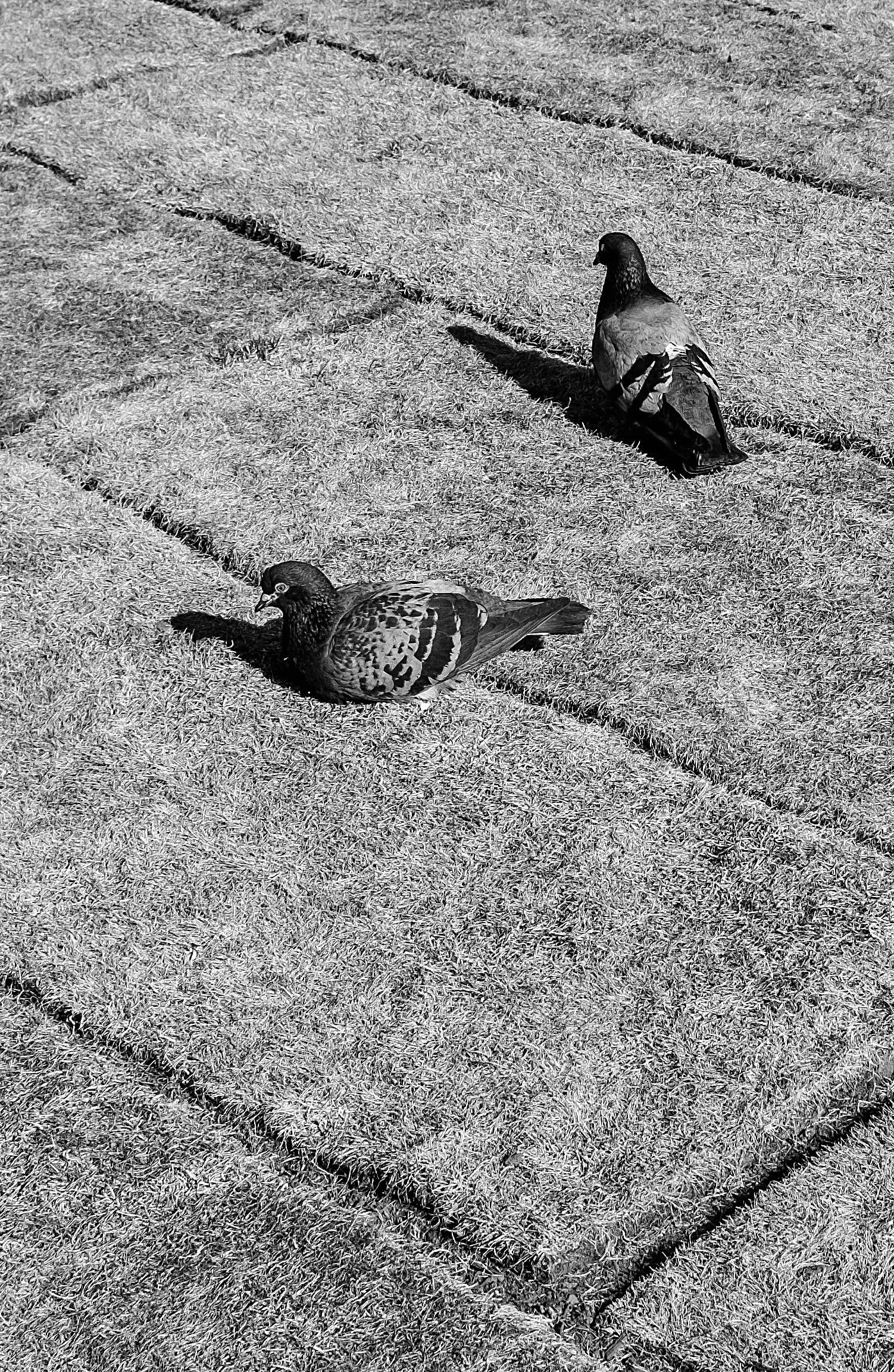 Sh*tscapes: 100 Mistakes in Landscape Architecture