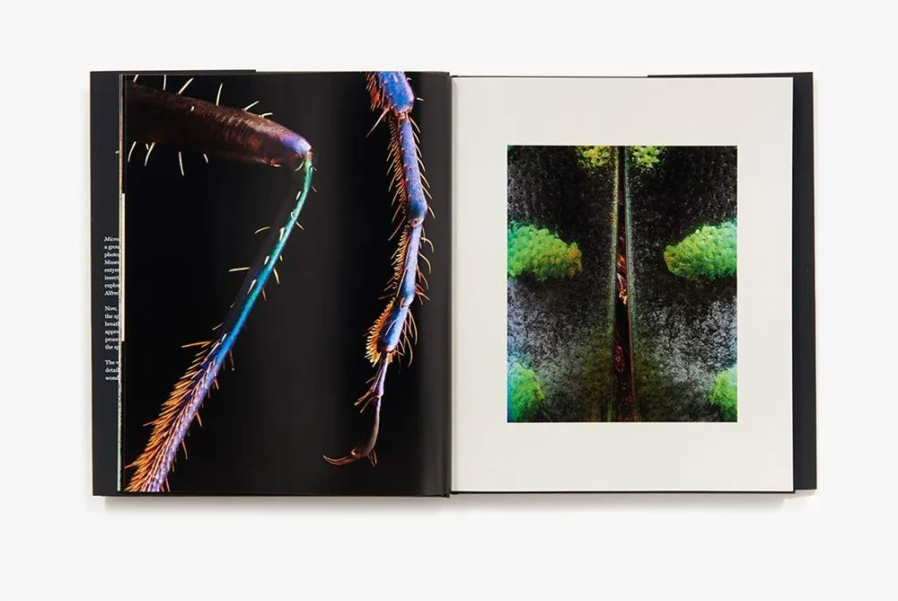 Microsculpture: Portraits of Insects