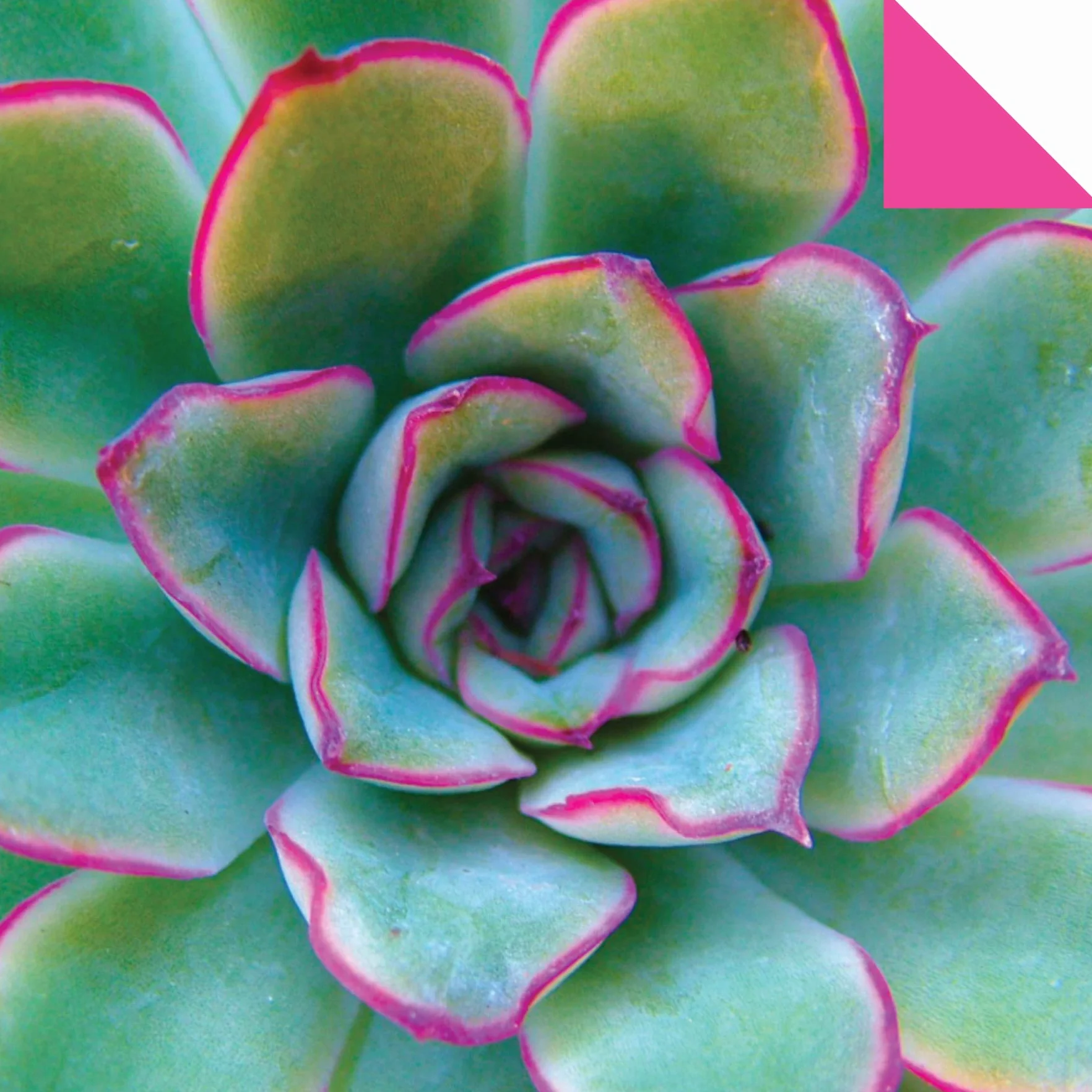 Origami Paper 500 Sheets Succulents 6 (15 CM): Tuttle Origami Paper: Double-Sided Origami Sheets with 12 Different Photographs (Instructions for 6 Projects Included)