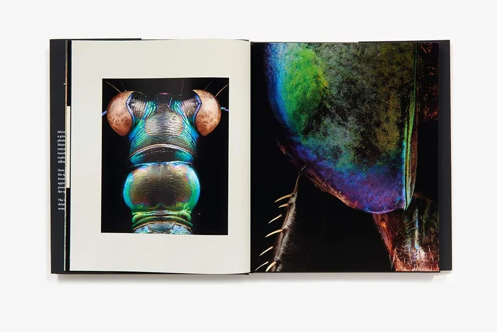 Microsculpture: Portraits of Insects
