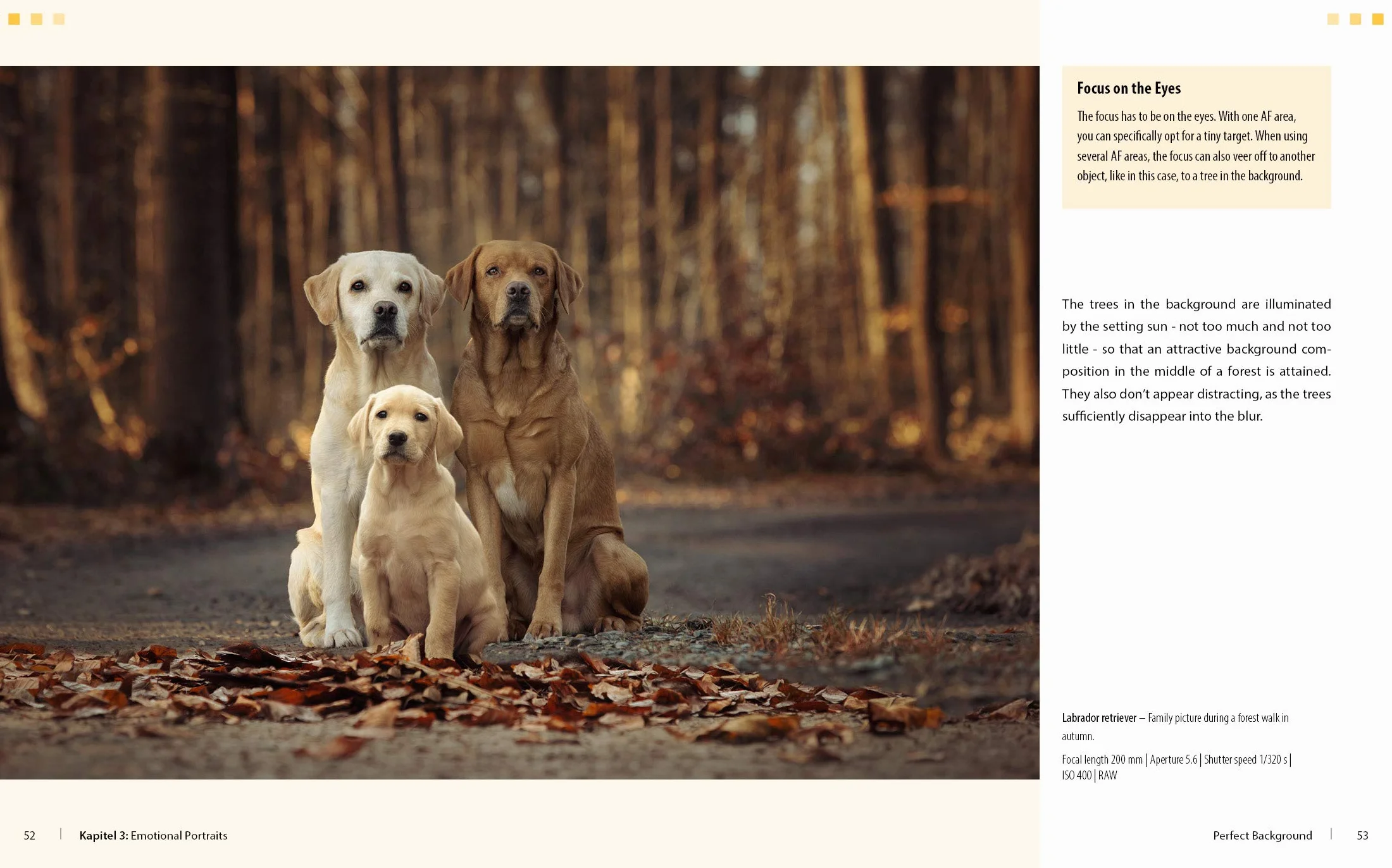 Dog Photography Shooting with Bow Wow Effect