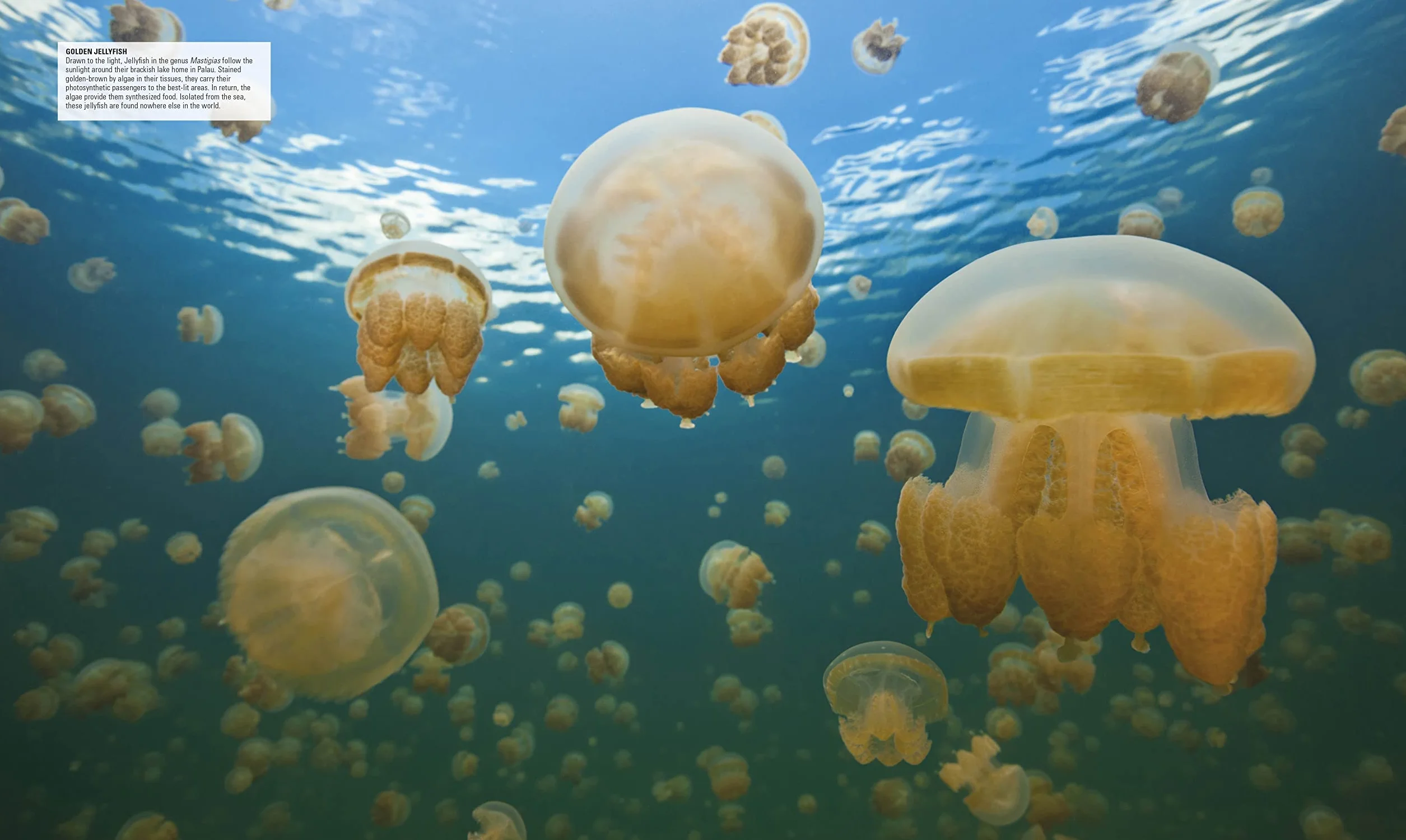Ocean: The Definitive Visual Guide