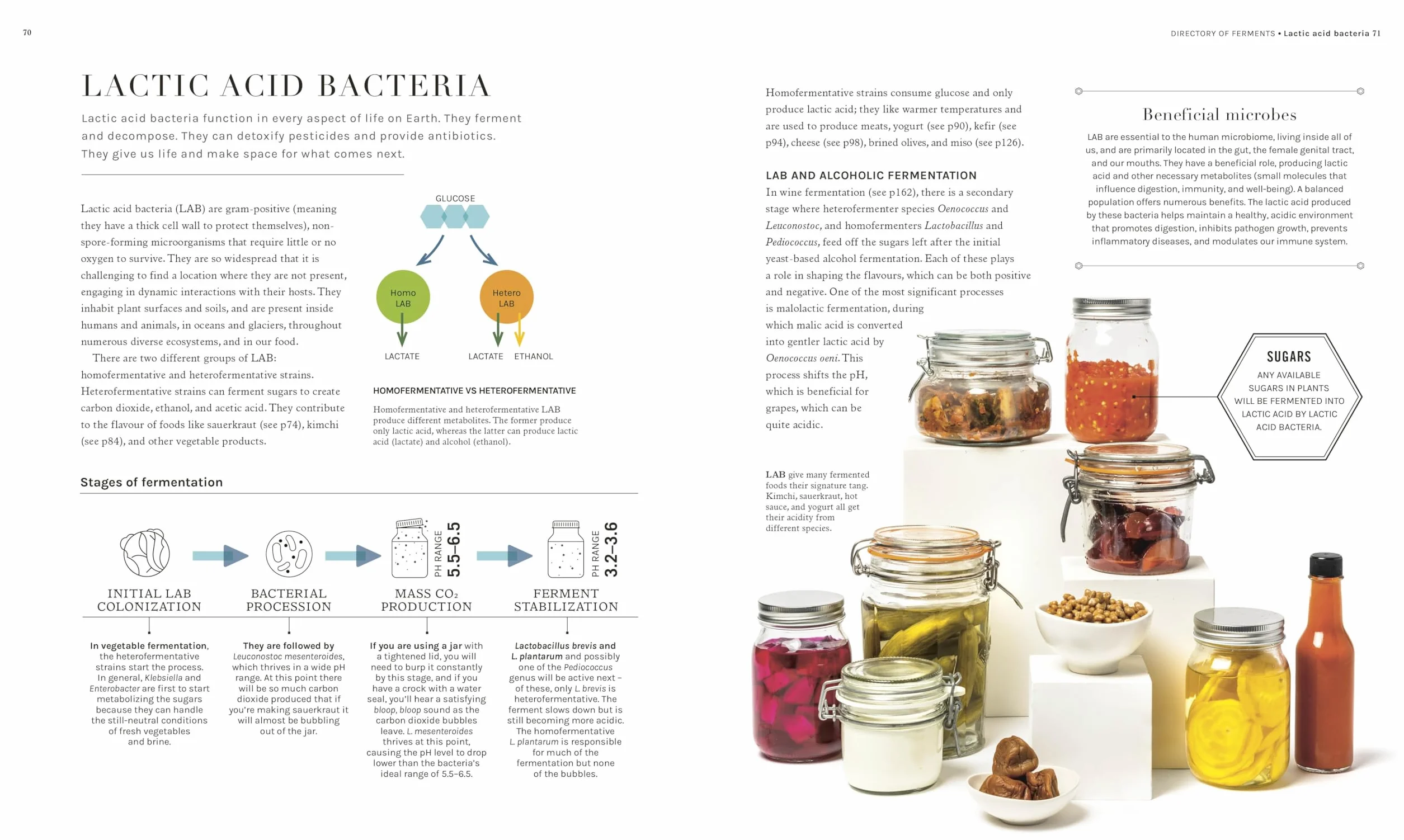 The Science of Fermentation: Explore the Fascinating Alchemy of Fermented Food and Drink