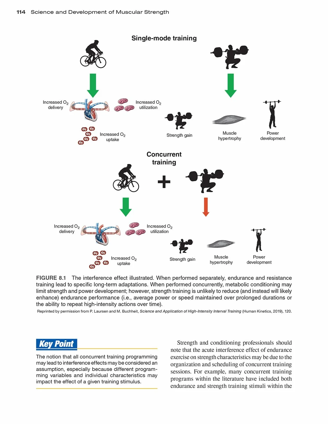 Science and Development of Muscular Strength