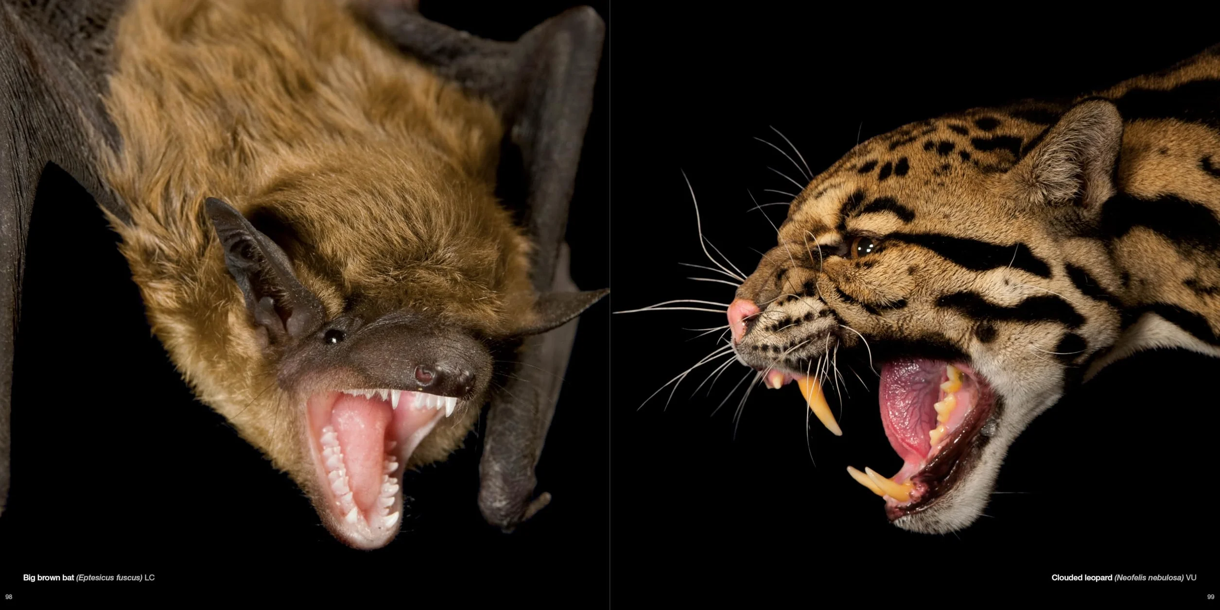 National Geographic The Photo Ark: One Man's Quest to Document the World's Animals