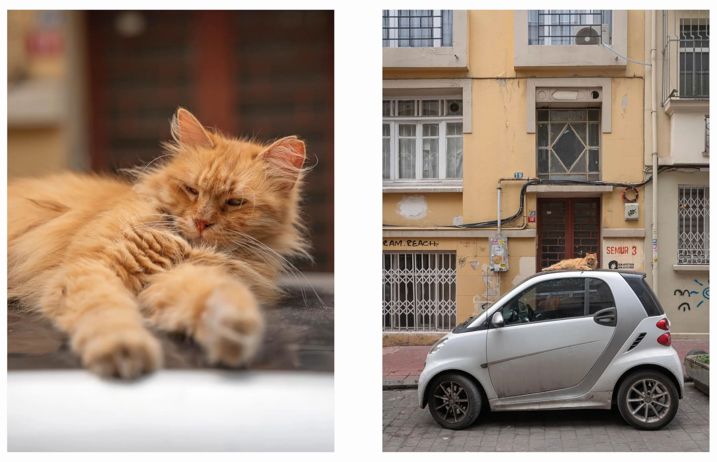 City Cats of Istanbul /anglais