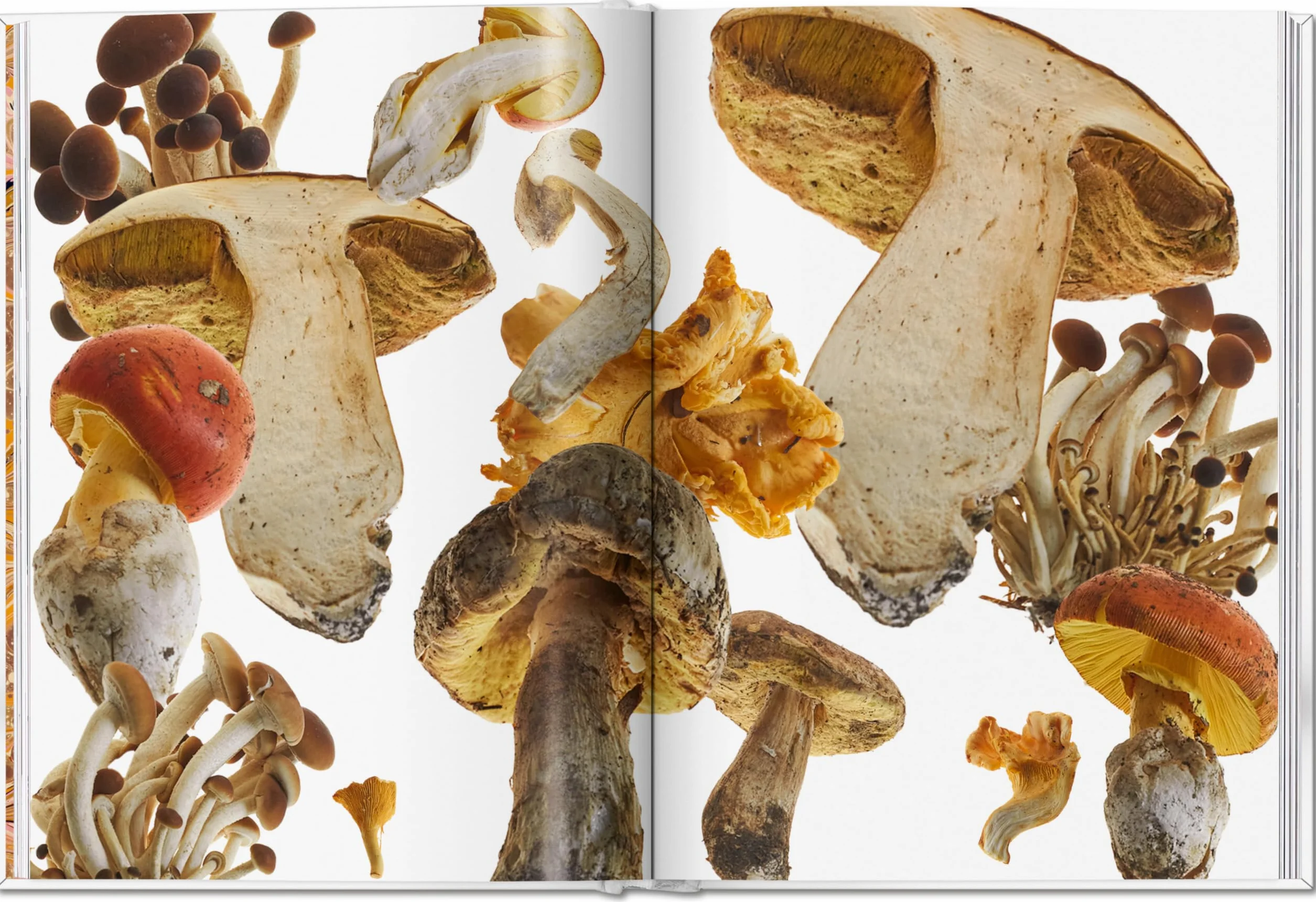 The Gourmand's Mushroom: A Collection of Stories & Recipes