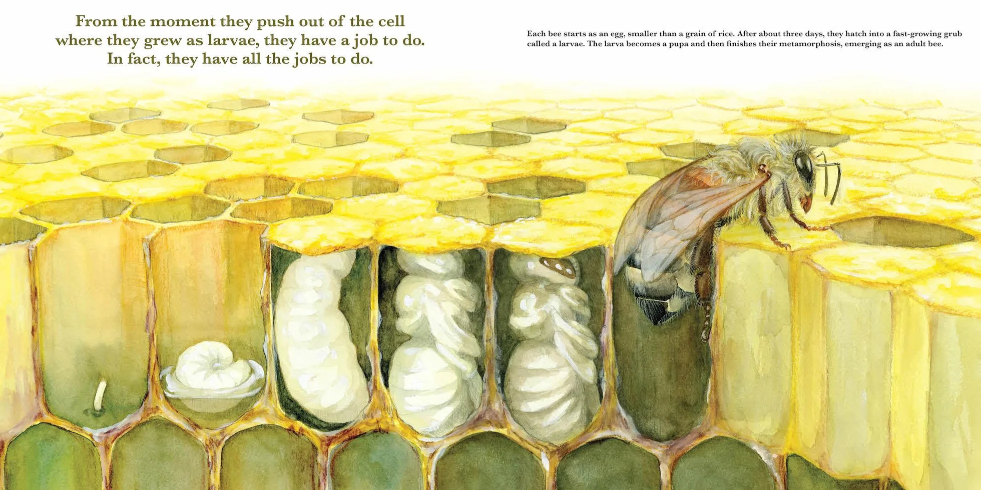 Honey Bees, Nature's Pollinators