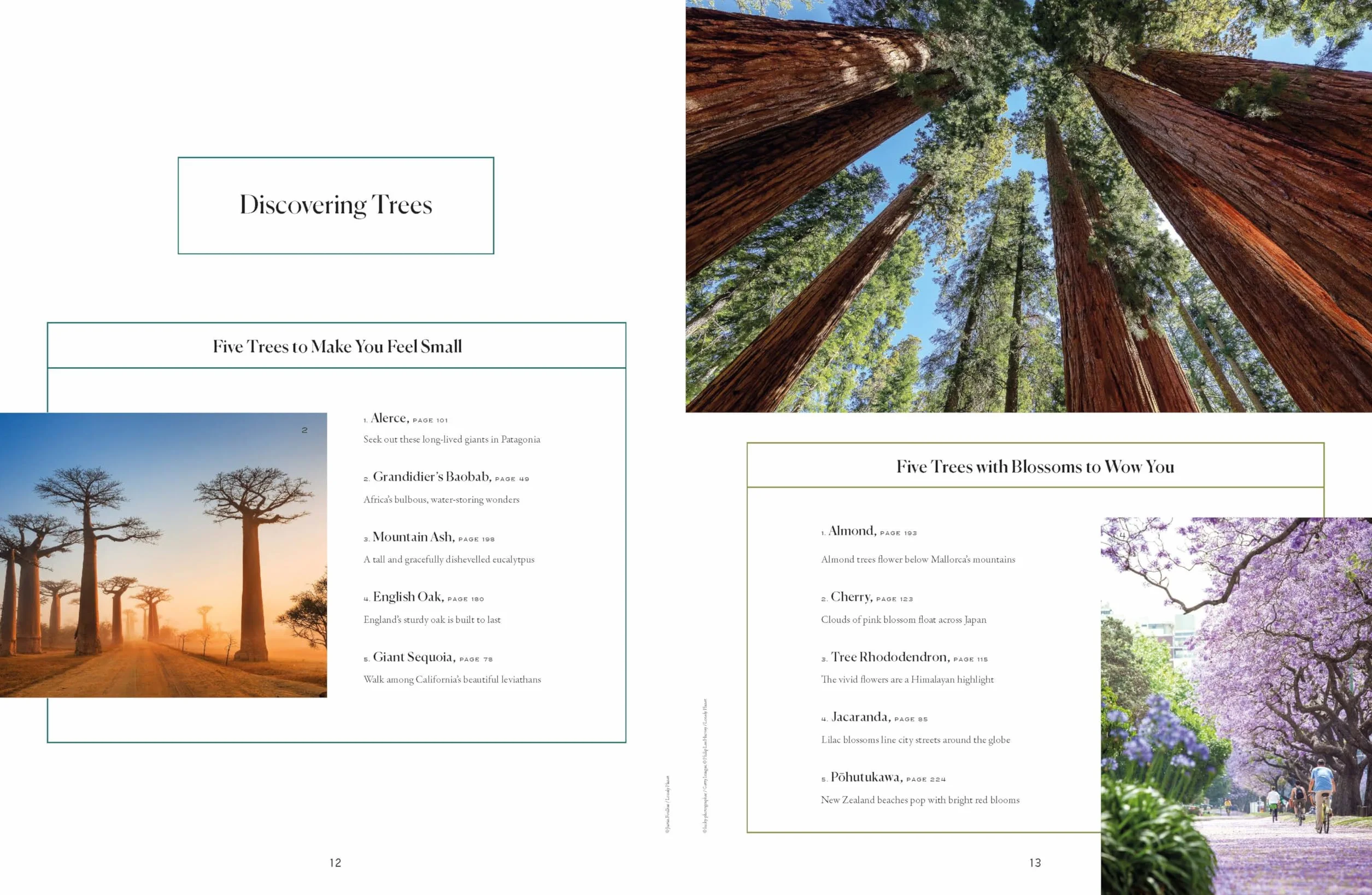The Tree Atlas 1 -anglais-: 50 Magnificent Species Across the Planet | Practical Travel Advice to See Each Natural Wonder | Exquisite Photography & Illustrations