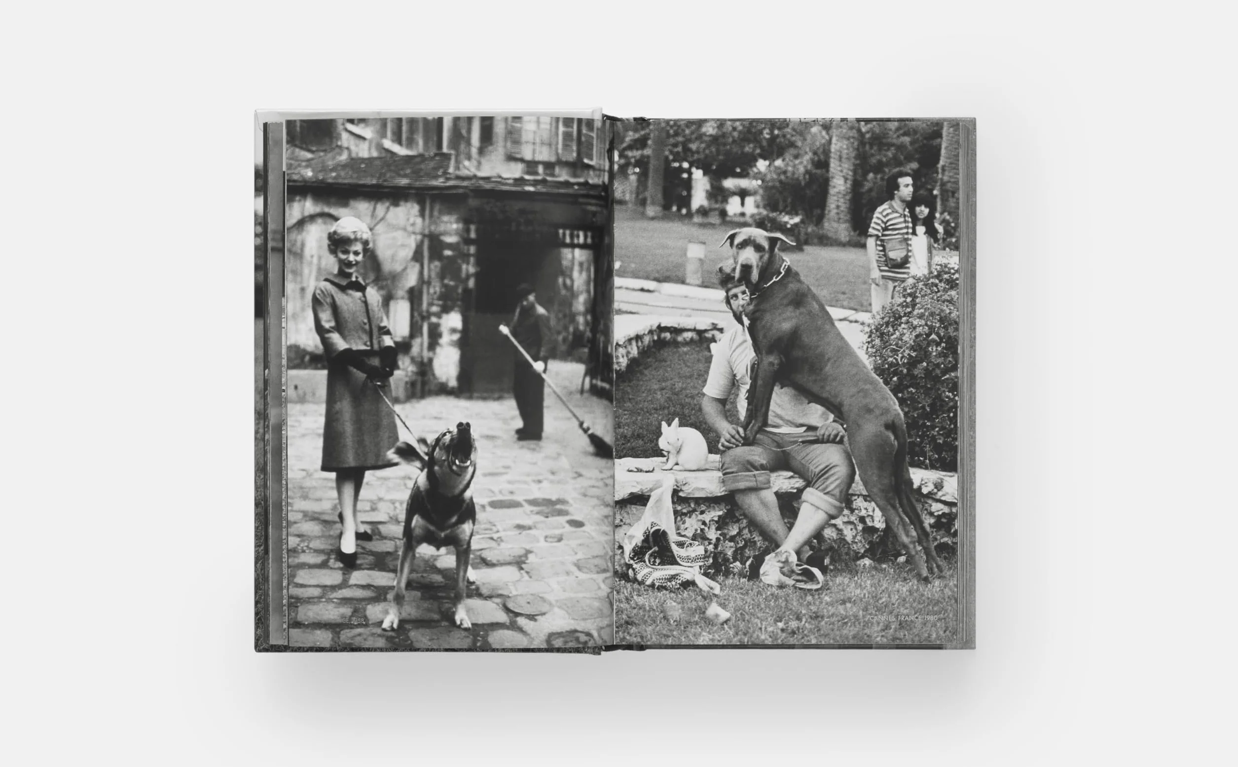 DogDogs