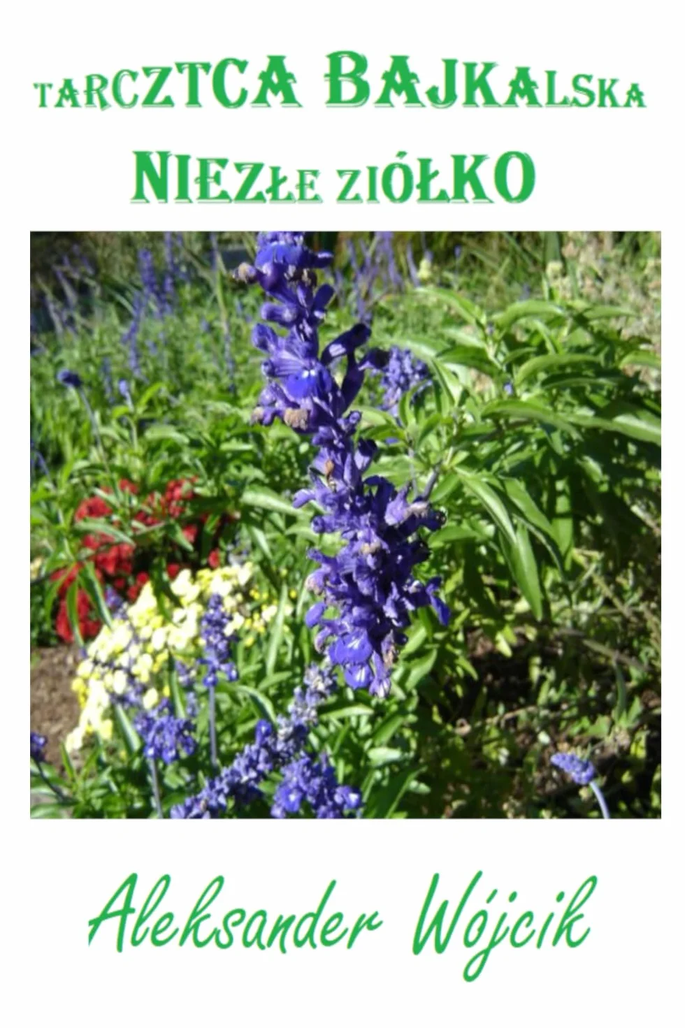 Tarczyca bajkalska – niezłe ziółko