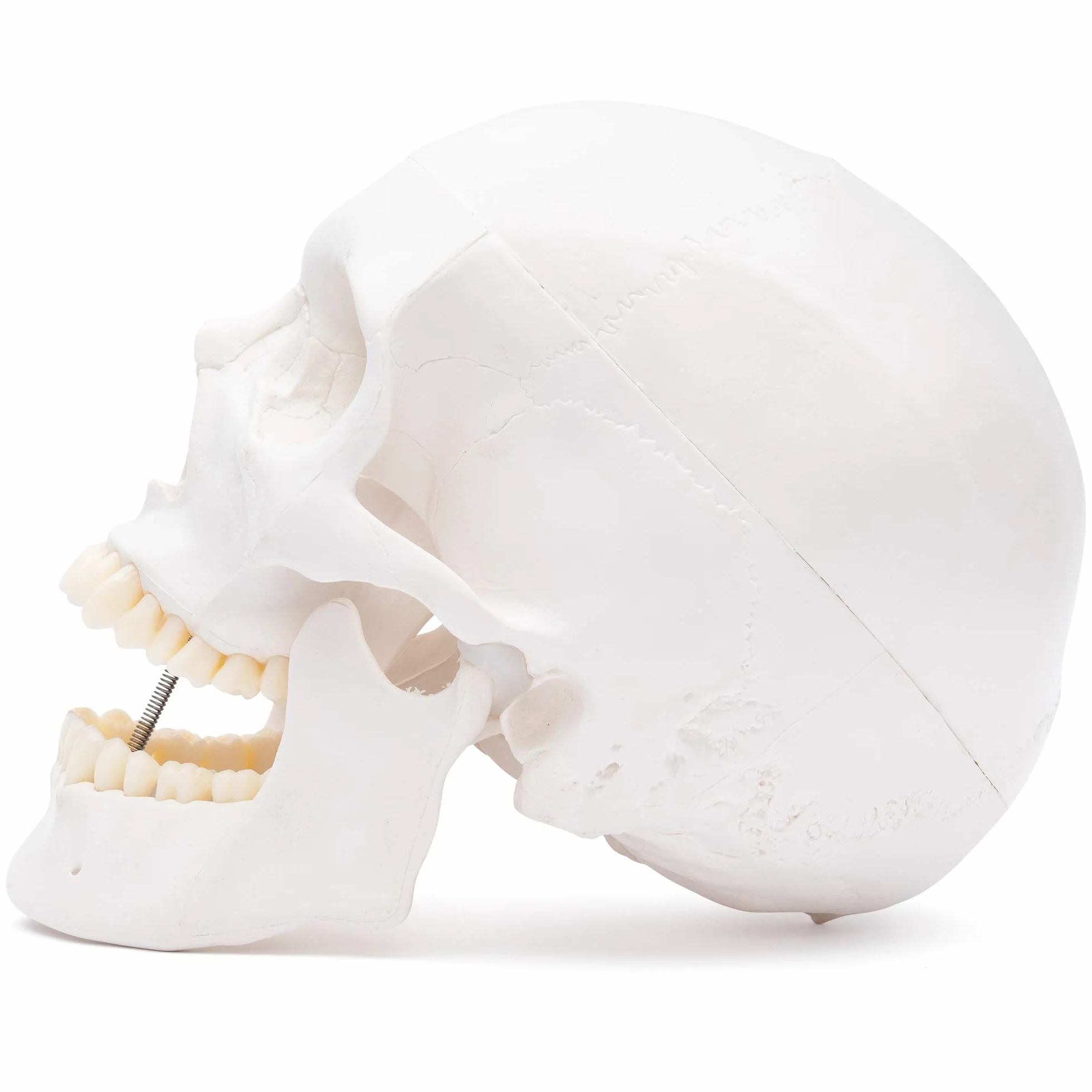Cranstein A-240 anatomiczna czaszka | medycyna nauka i edukacja | trupia czaszka | model anatomiczny czaszki | model czaszki