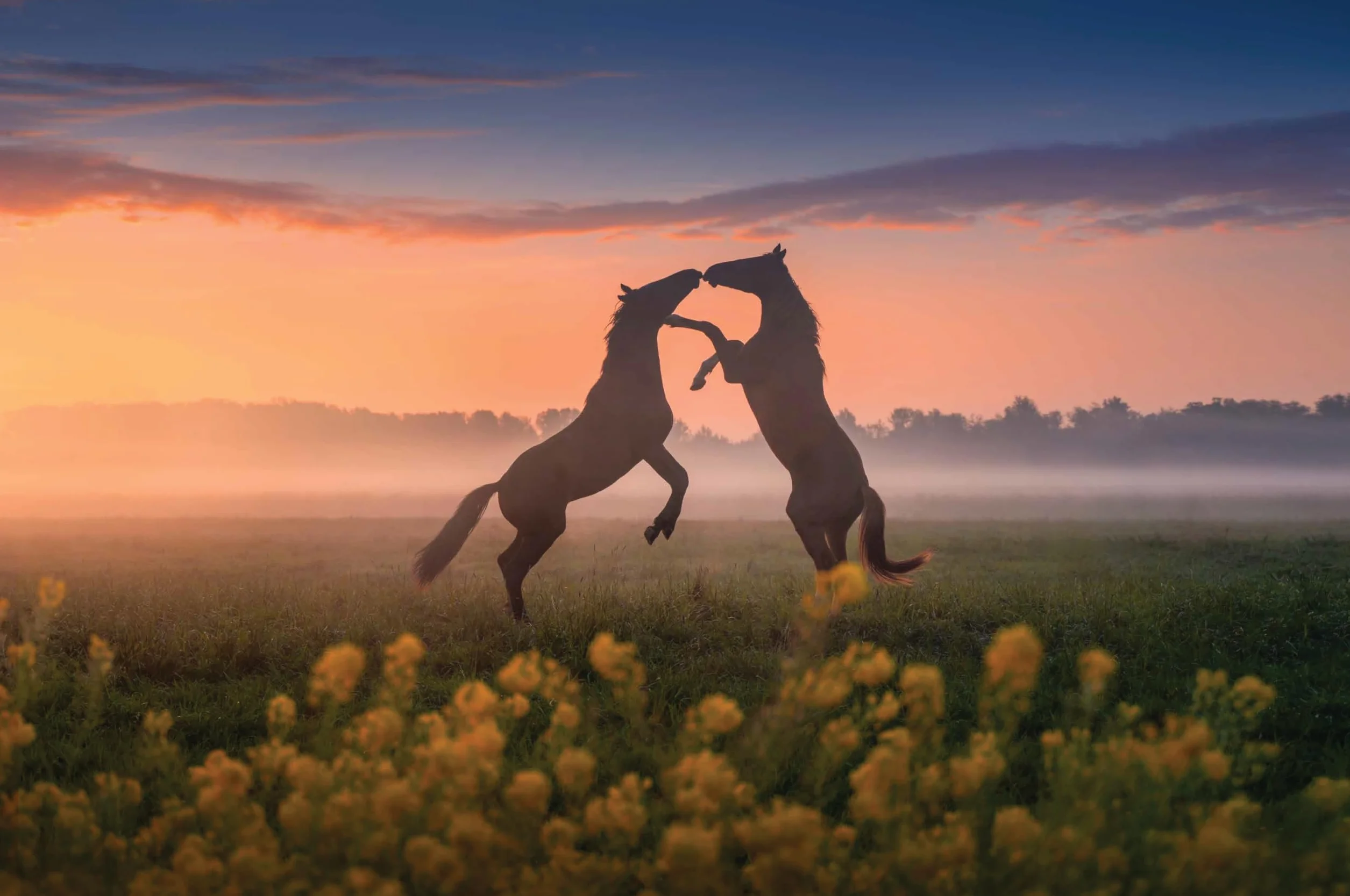 The Beauty of the Netherlands: 10 Years of Photography by Albert Dros
