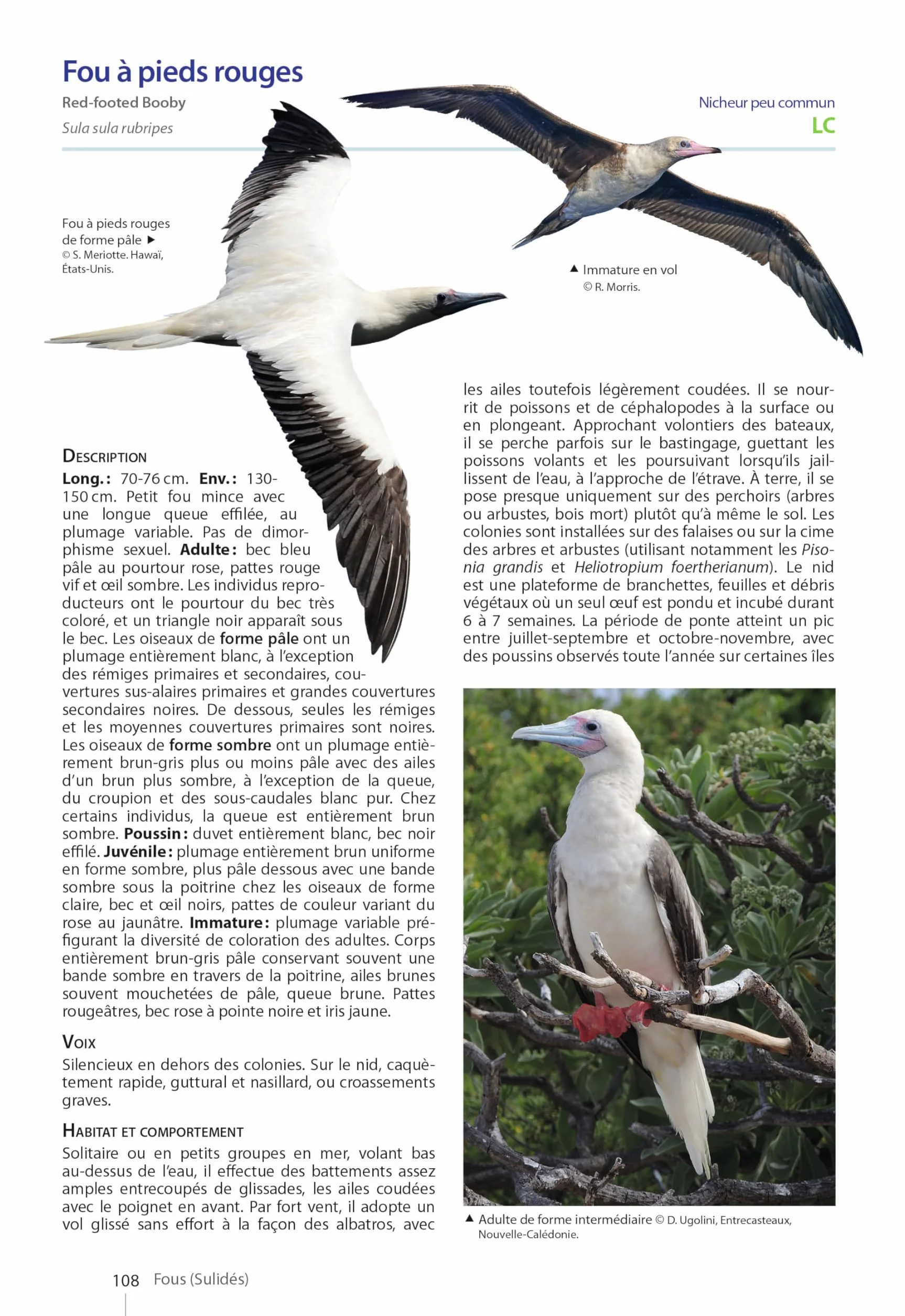 Guide des Oiseaux de Nouvelle-Calédonie: Grande Terre, Iles Loyauté et archipels éloignés