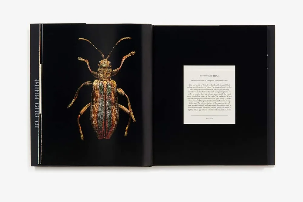 Microsculpture: Portraits of Insects